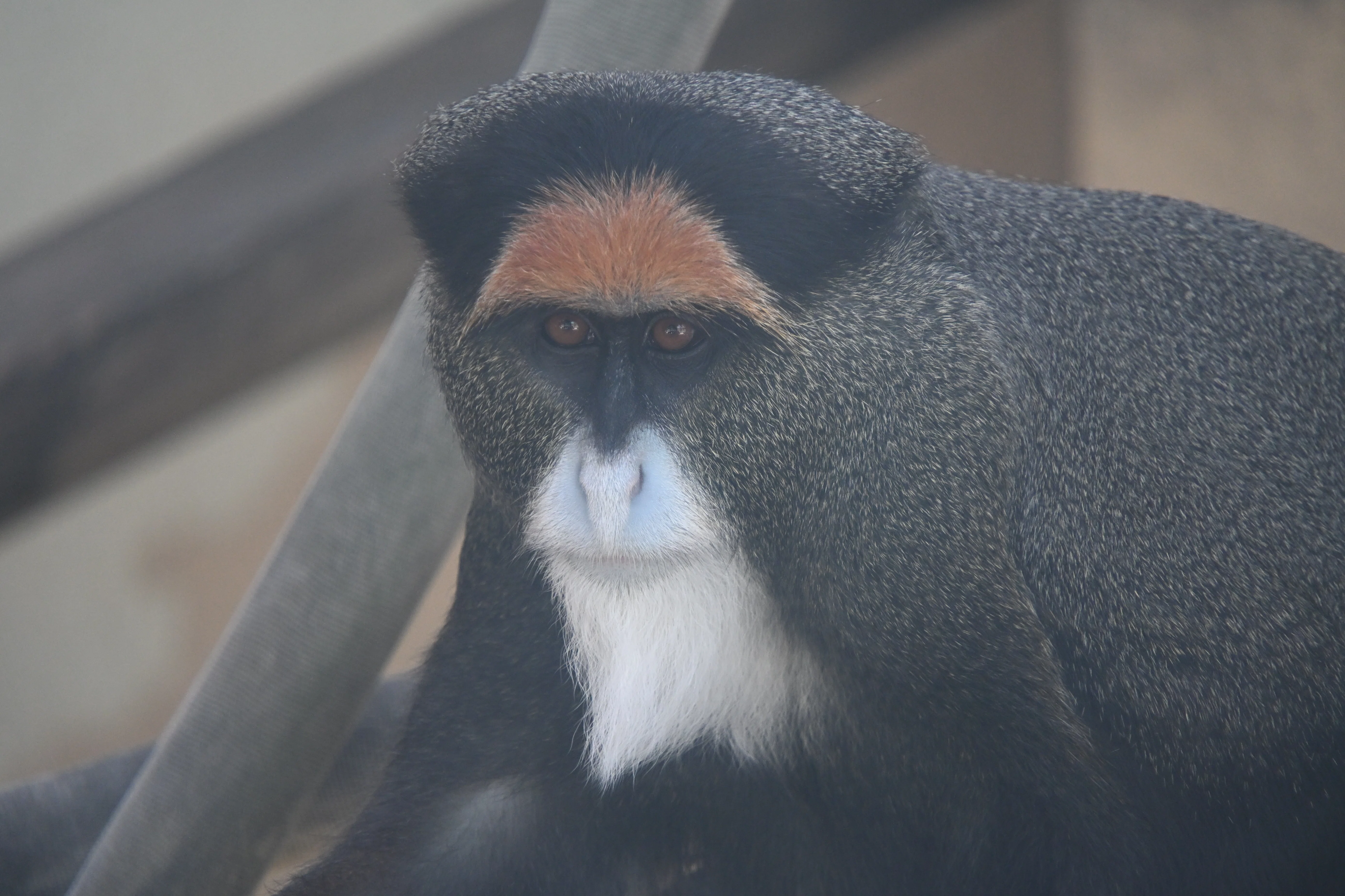 20260520_東武動物公園【Nikon Z50IIと動物園】｜山ネズミ