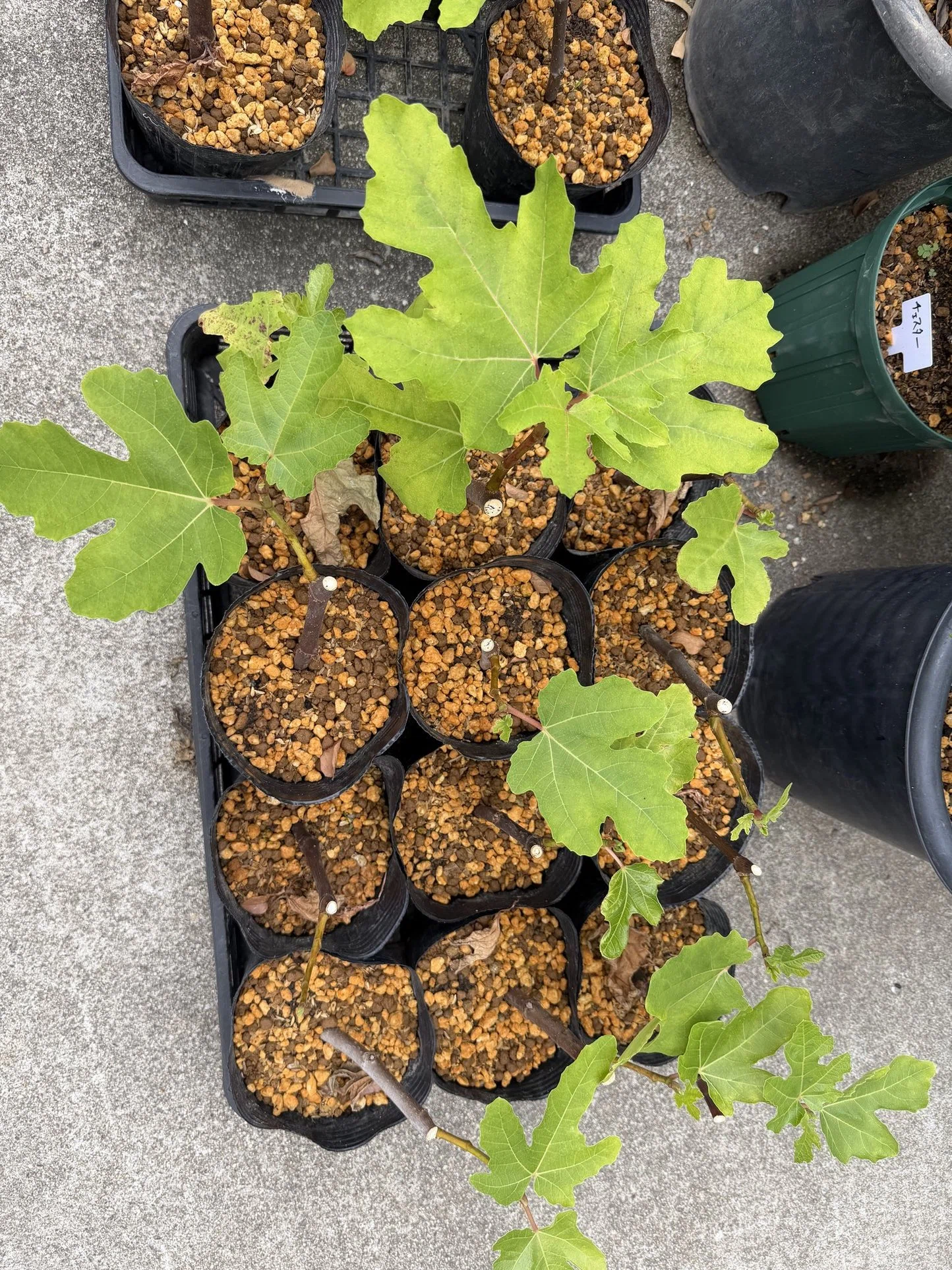 いちじくの挿し木植え替えでやらかした｜Hirokazu Nishi