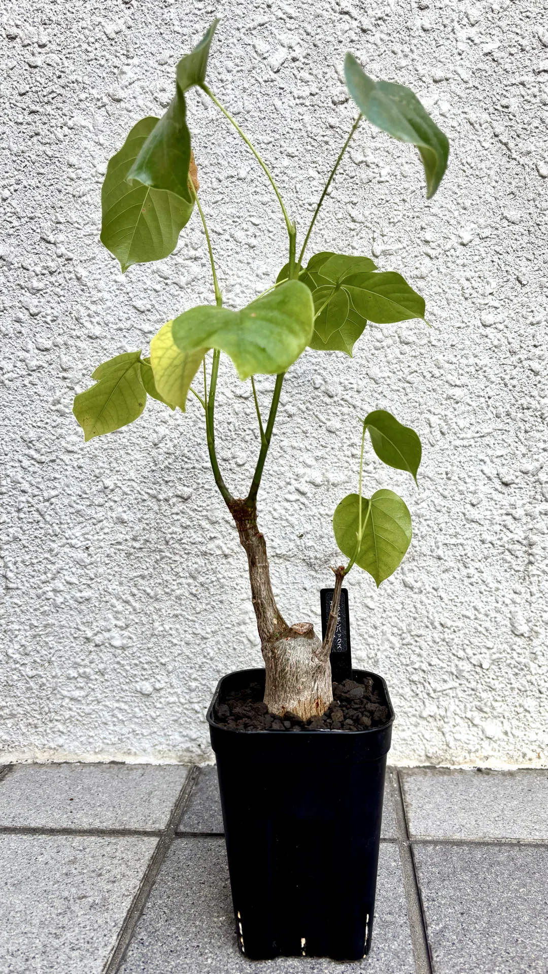プセウドボンバックス|エリプティクム|偽りの姿｜cova 塊根植物に沼っ