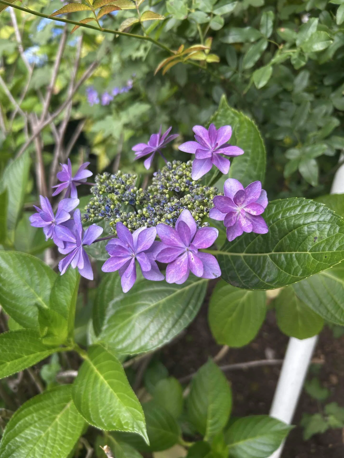 紫陽花の季節｜SuzukenSambar