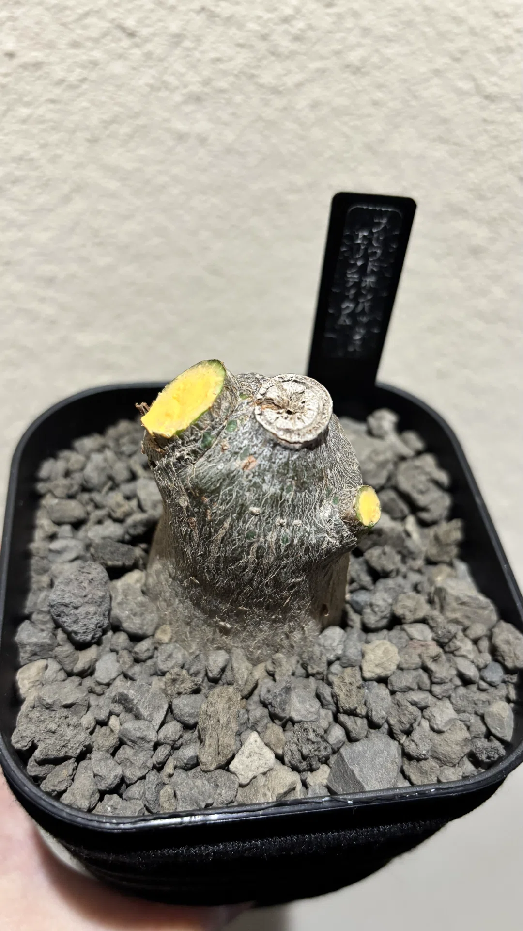 プセウドボンバックス|エリプティクム|偽りの姿｜cova 塊根植物に沼っ