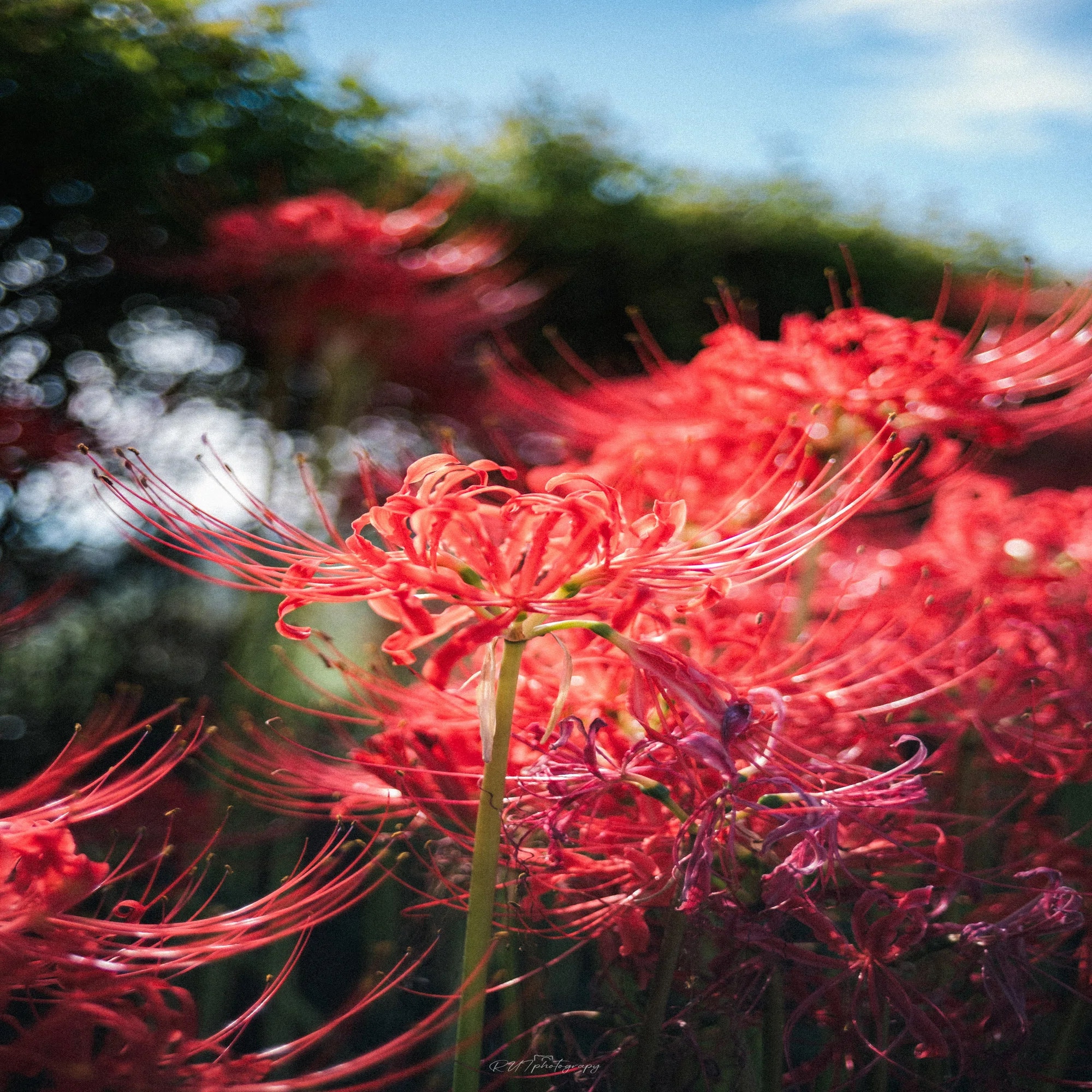やっぱり面が良い。Voigtlander ULTRON 27mm F2 × FUJIFILM X-E5 