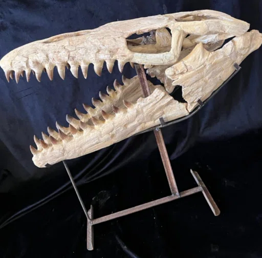 30.モロッコ産・高品質モササウルススカル（Mosasaur skull from