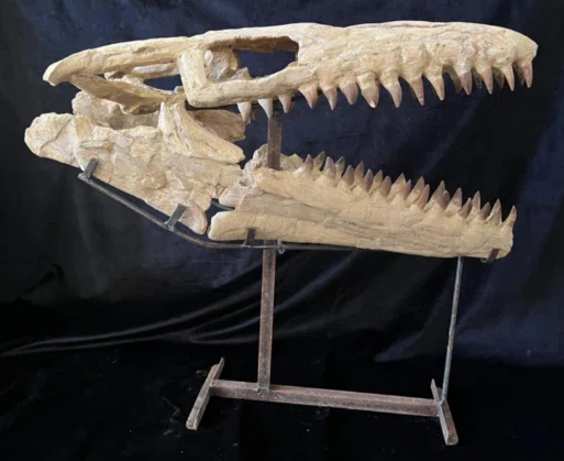 30. High-quality Mosasaur skull from Morocco｜【恐竜の化石専門