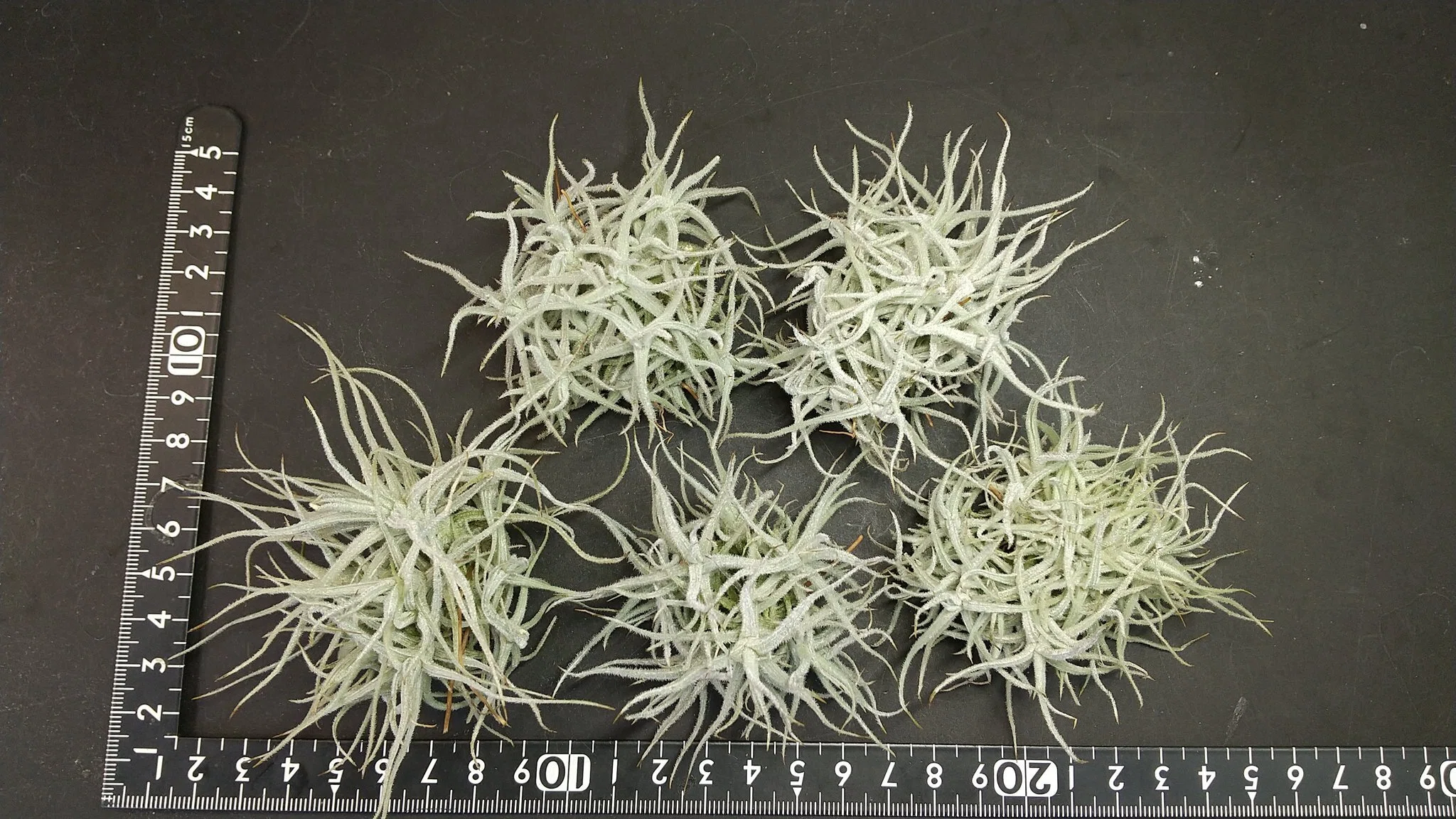 チランジア入荷リスト5/23｜NatureGarden🌿神田