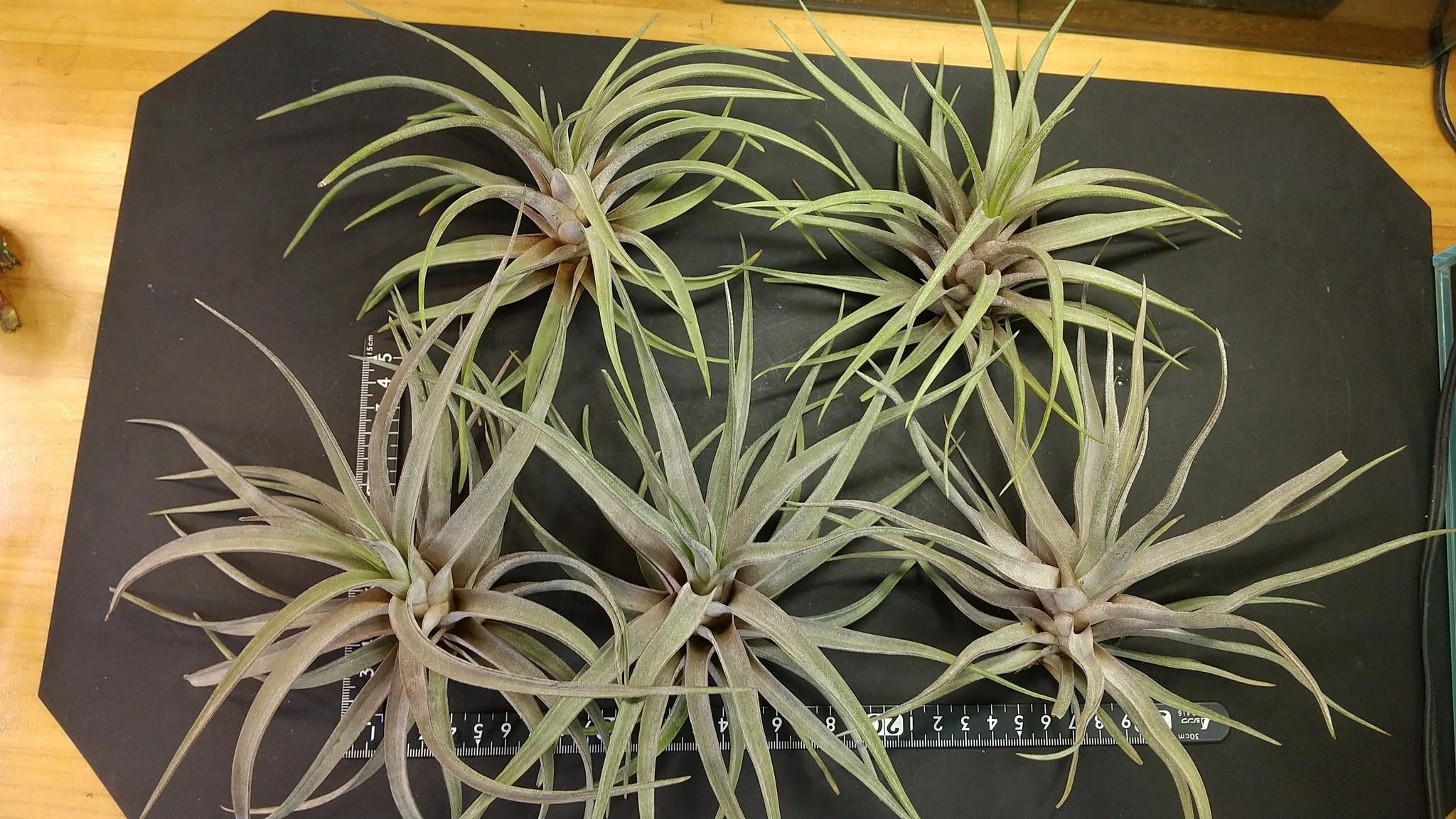 Tillandsia Arrival List 5/23｜NatureGarden🌿神田