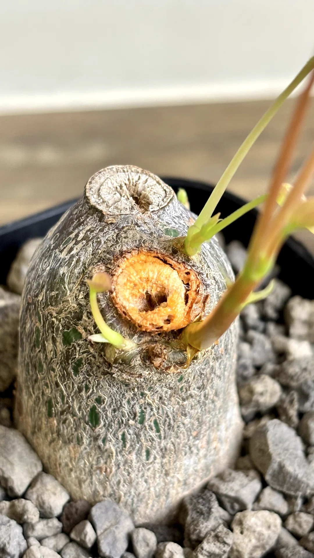 プセウドボンバックス|エリプティクム|偽りの姿｜cova 塊根植物に沼っ