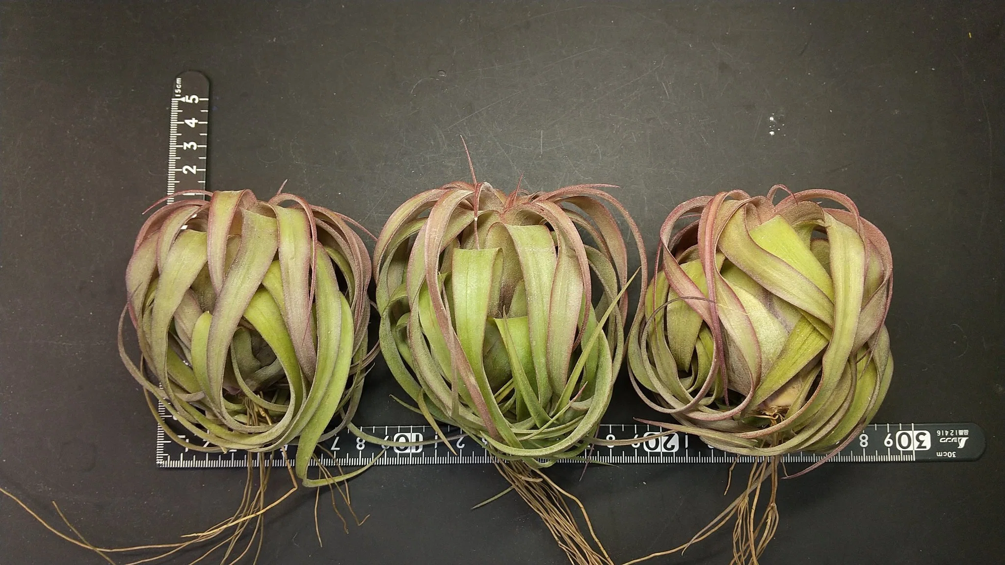 チランジア入荷リスト5/23｜NatureGarden🌿神田