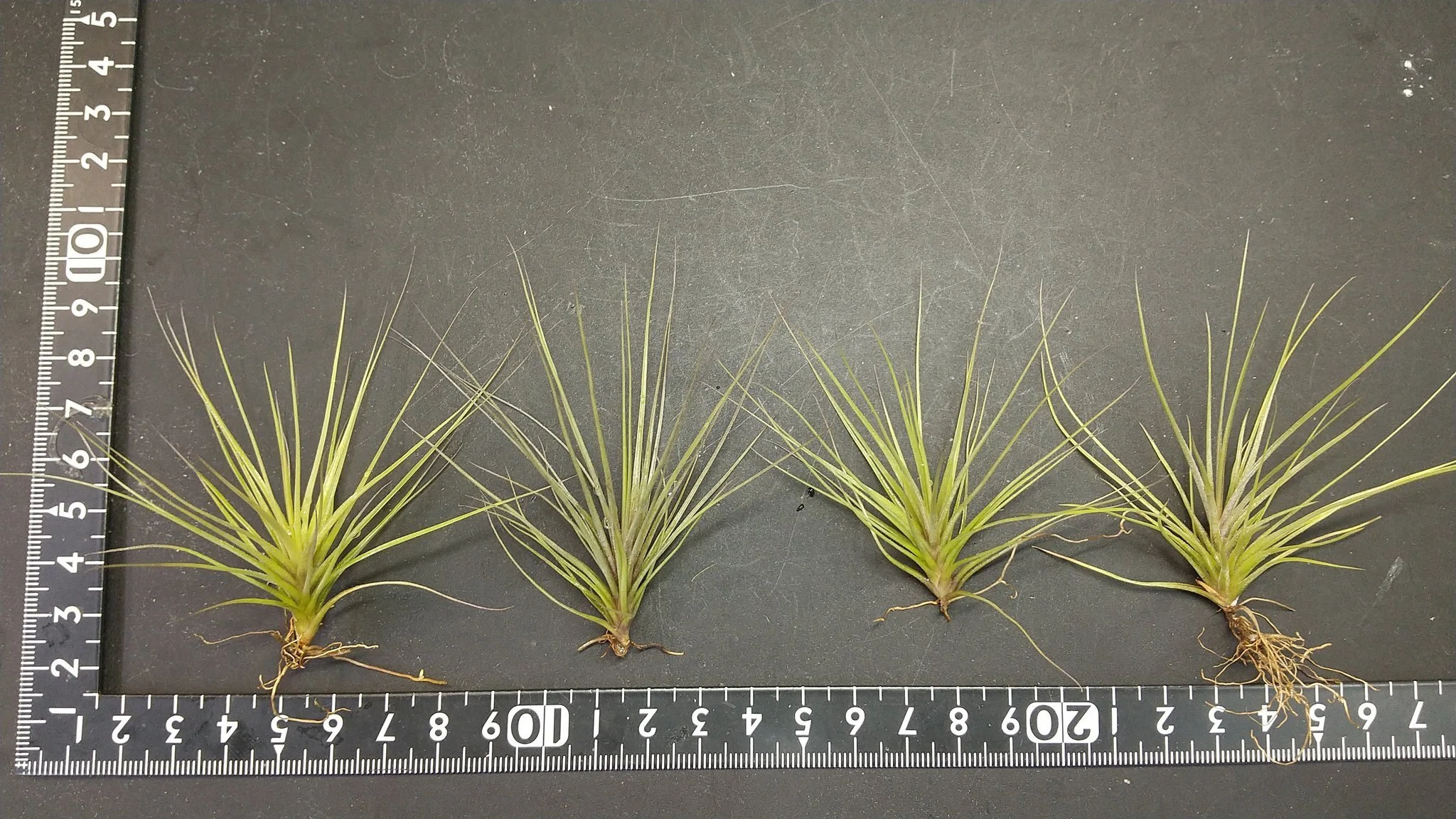 チランジア入荷リスト5/23｜NatureGarden🌿神田
