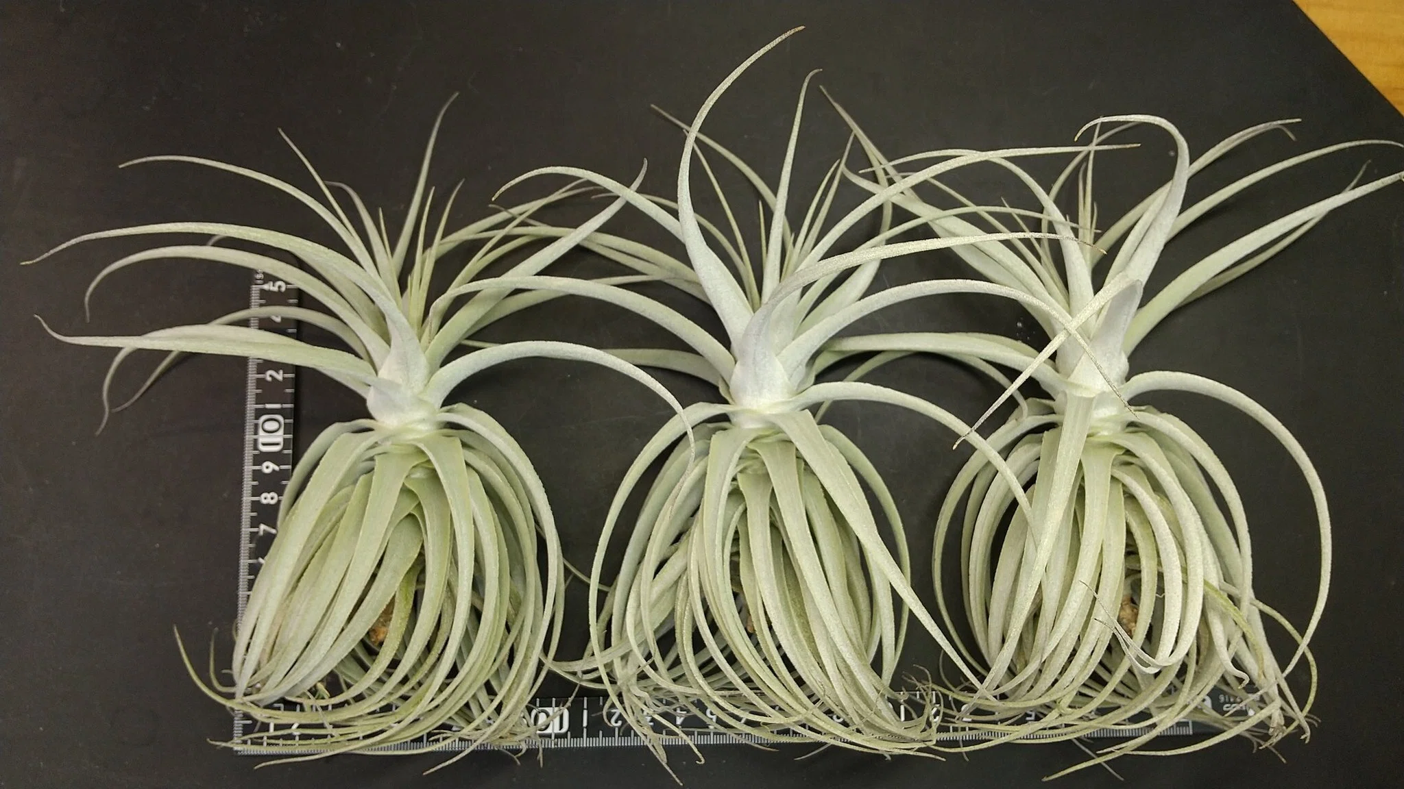 チランジア入荷リスト5/23｜NatureGarden🌿神田