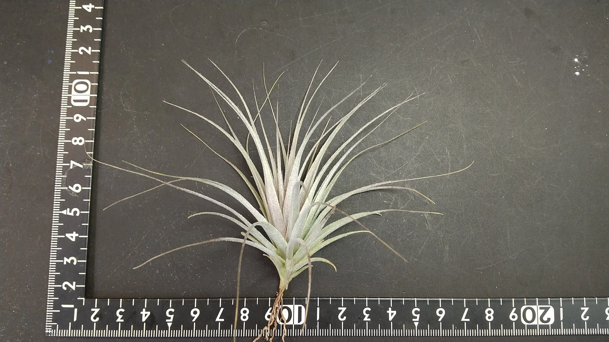 チランジア入荷リスト5/23｜NatureGarden🌿神田
