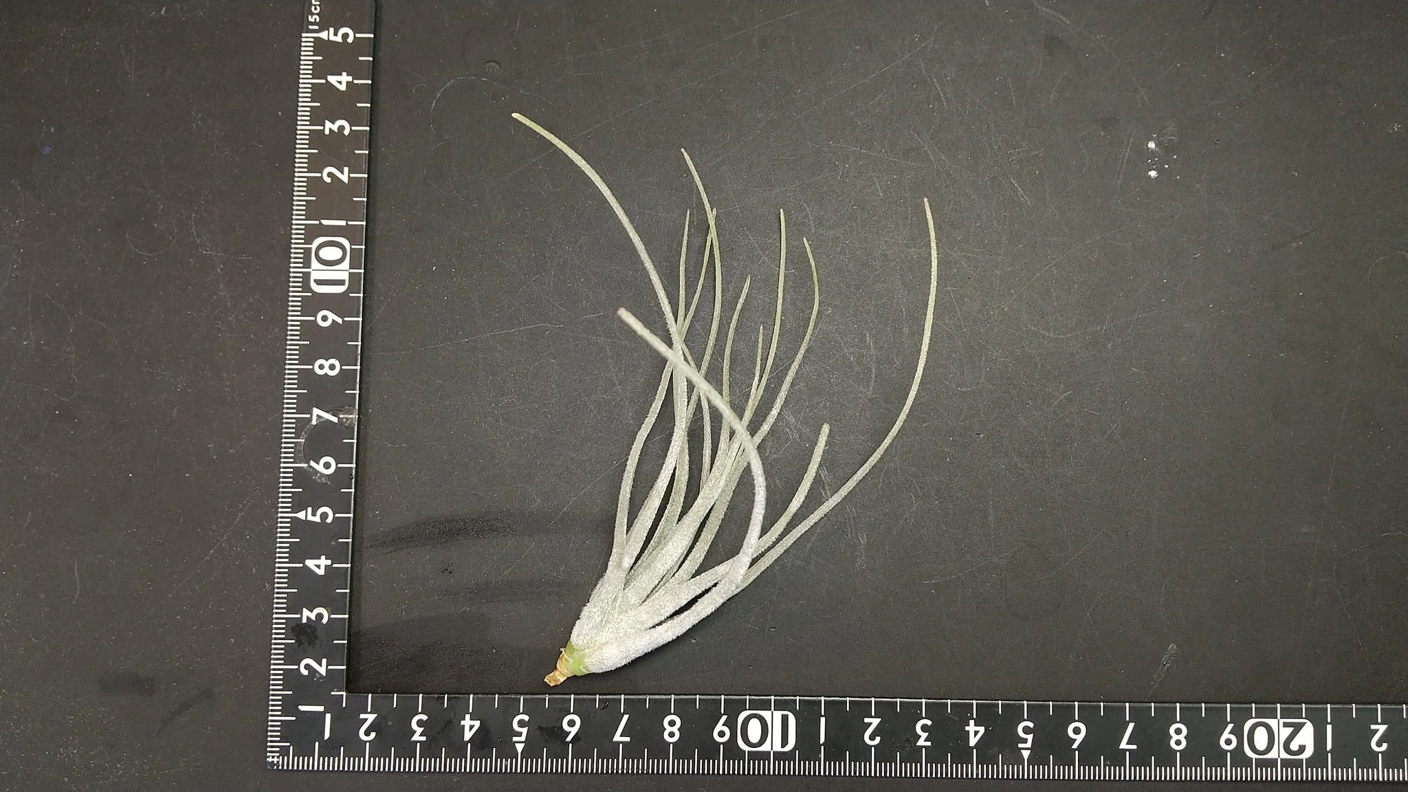 チランジア入荷リスト5/23｜NatureGarden🌿神田