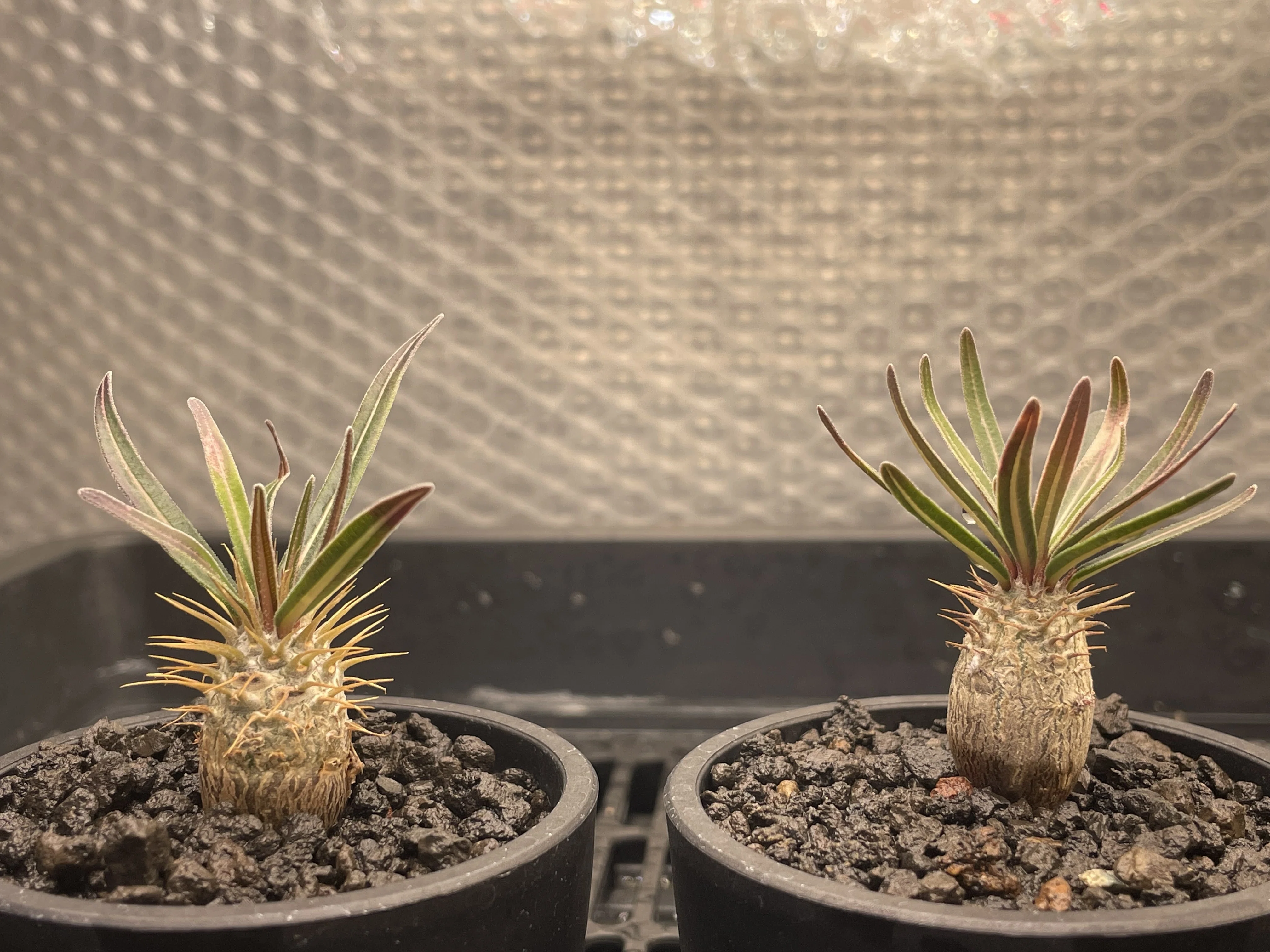 塊根界隈が使って育てる、コスパ最強の植物育成ライト「BRIM PANEL A