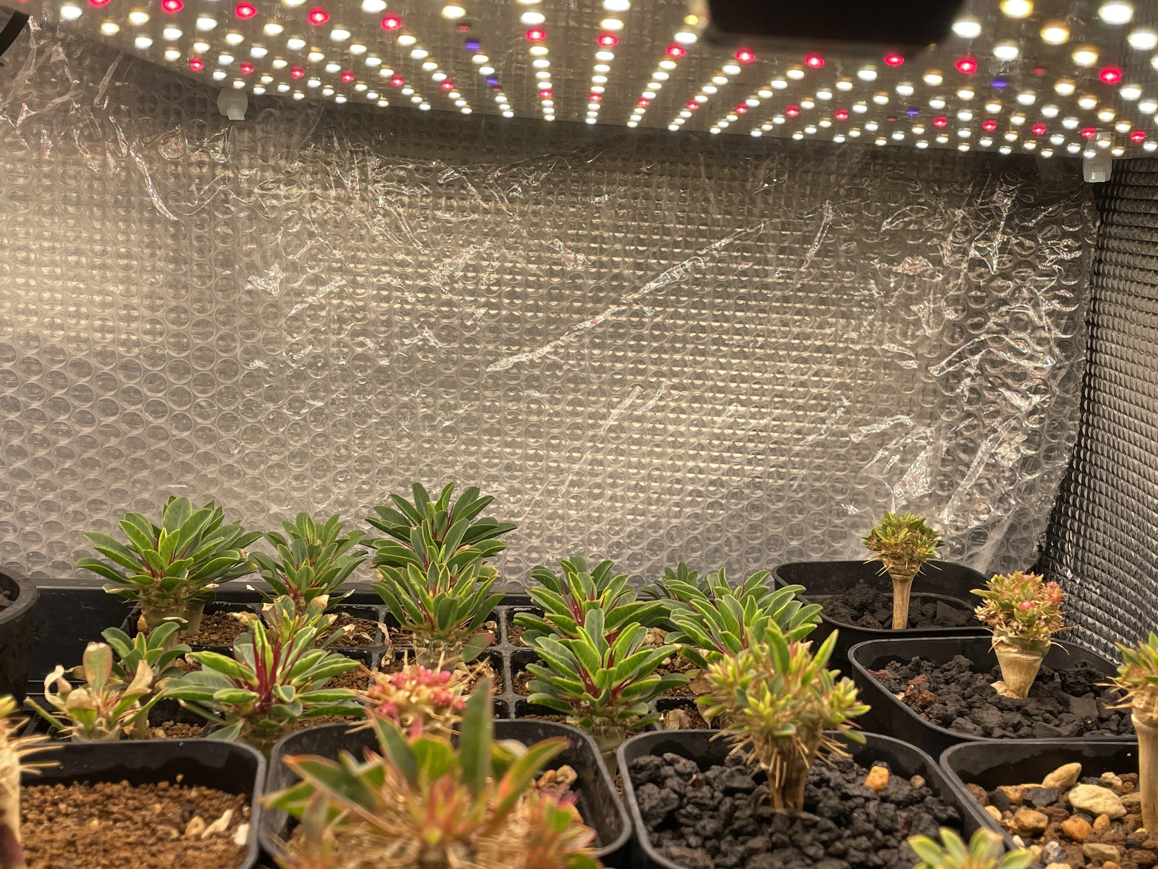 塊根界隈が使って育てる、コスパ最強の植物育成ライト「BRIM PANEL A