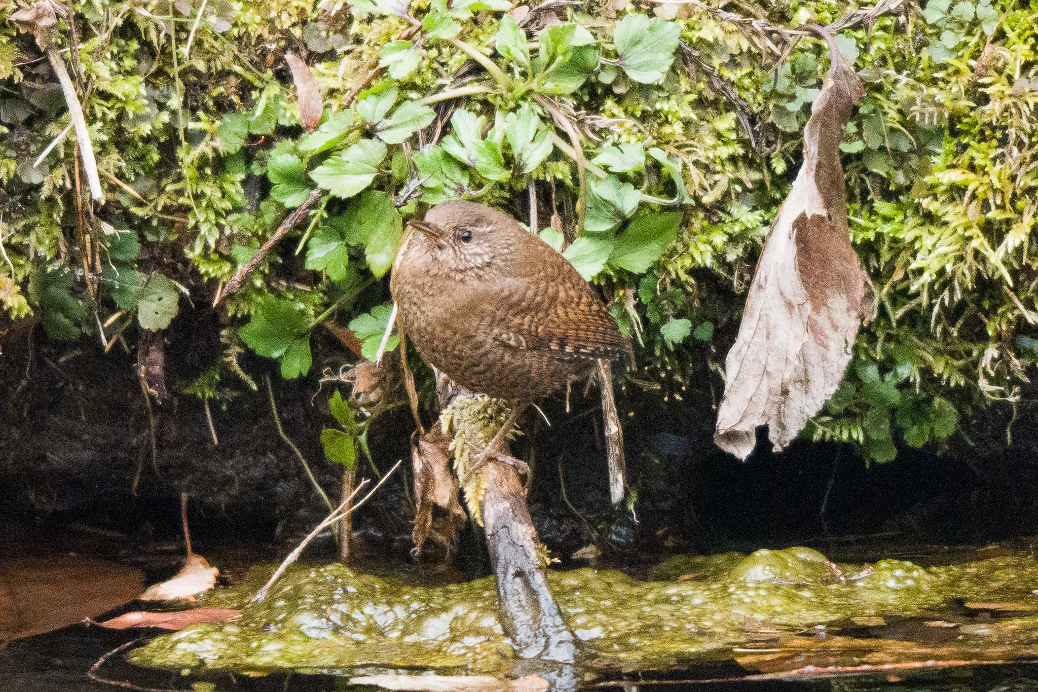野鳥紹介 | ミソサザイ｜もん | 野鳥撮影