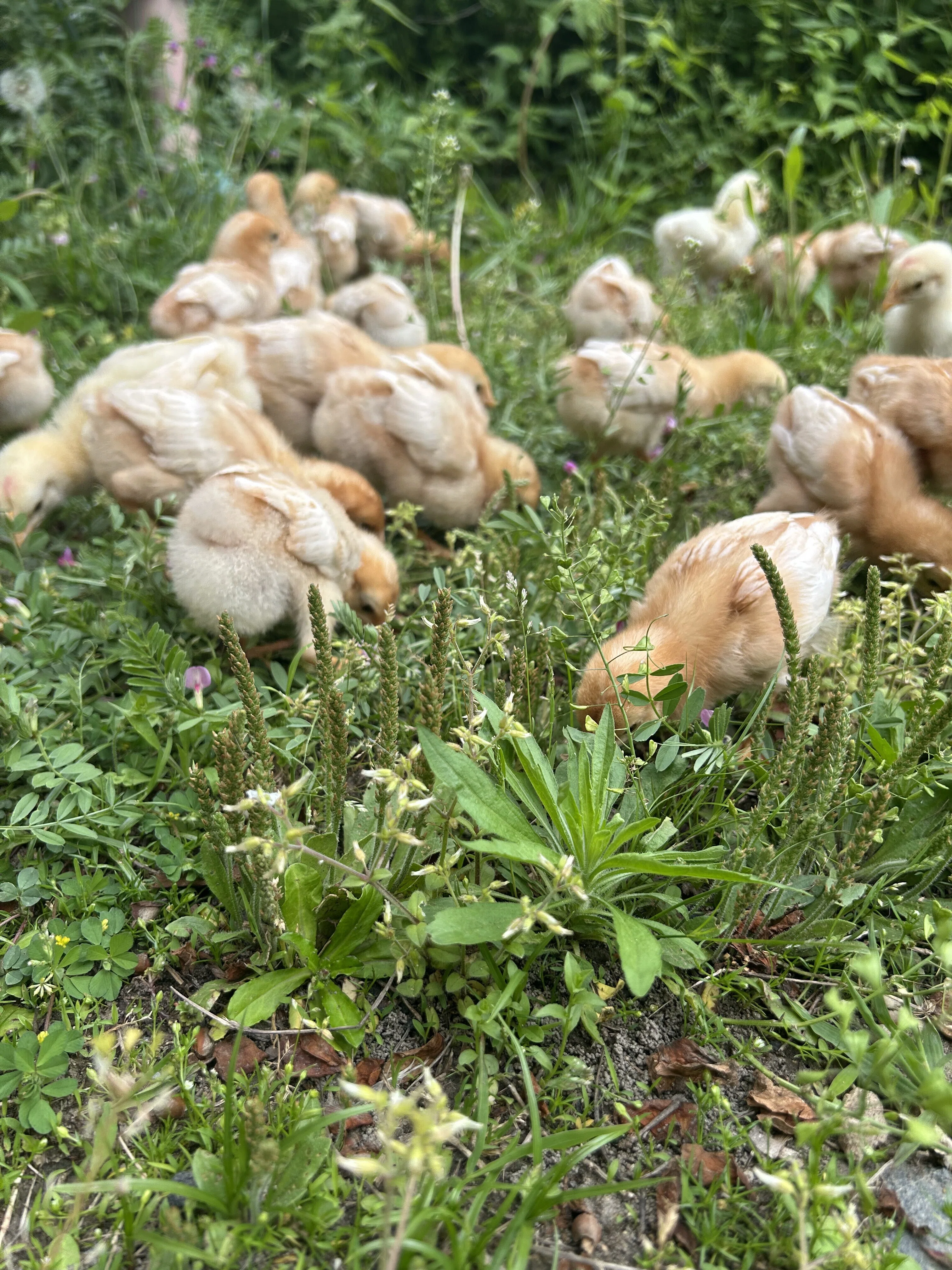 ひよこの成長っぷり｜亀成園（自然養鶏学習農園＆古民家1棟貸