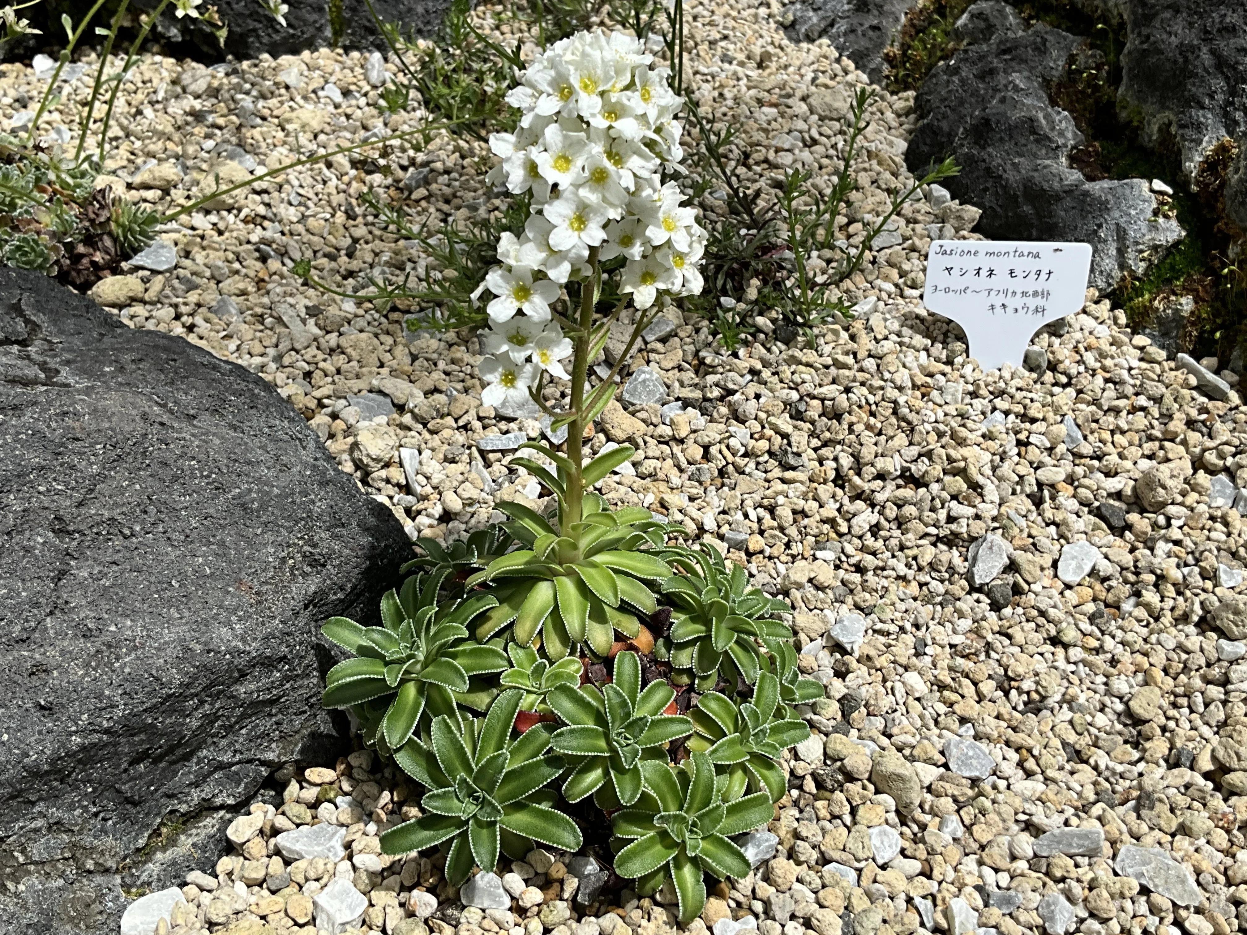 サキシフラガ・コティレドン（京都府立植物園）：2026年6月1日（月