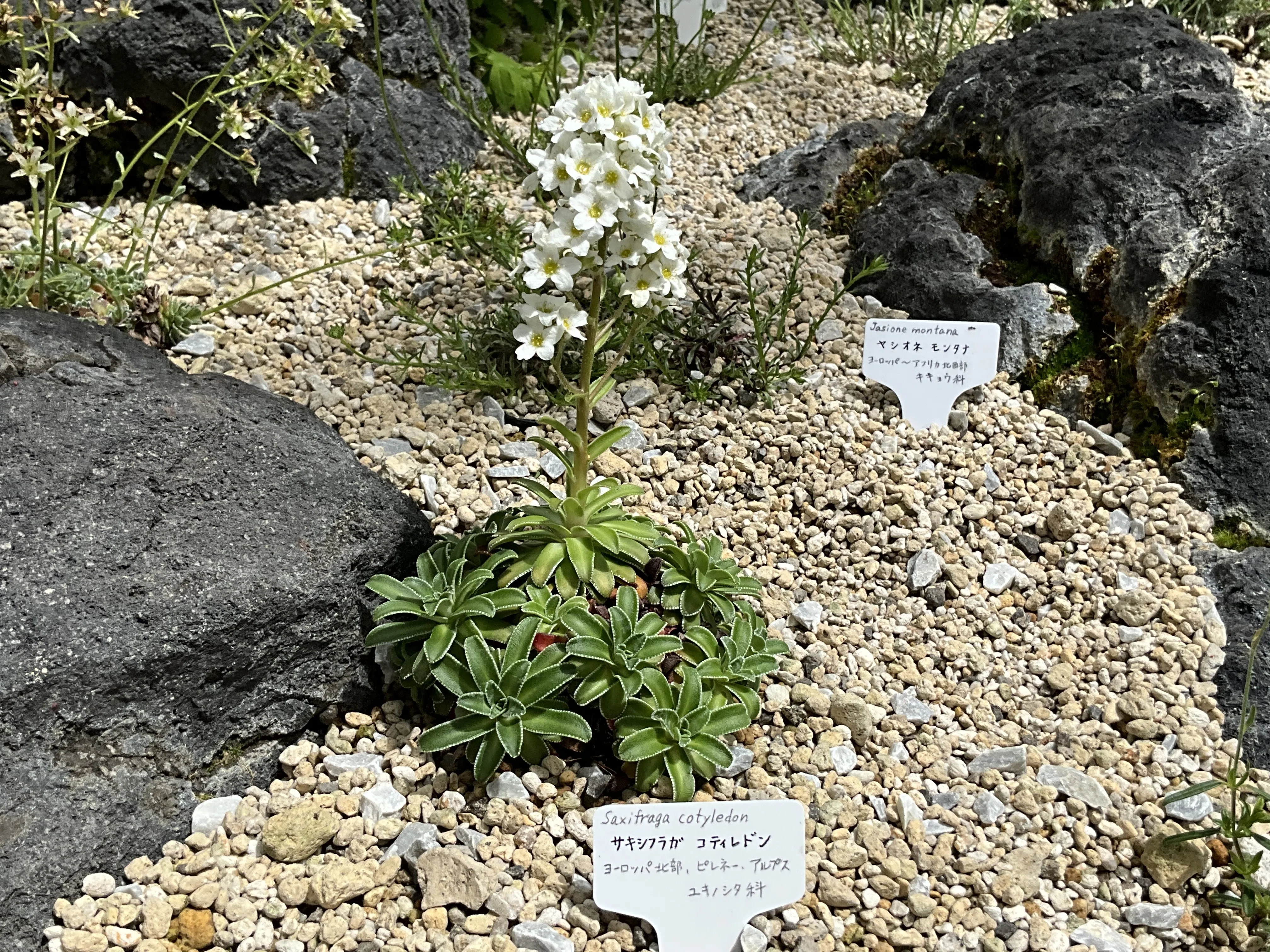 サキシフラガ・コティレドン（京都府立植物園）：2026年6月1日（月