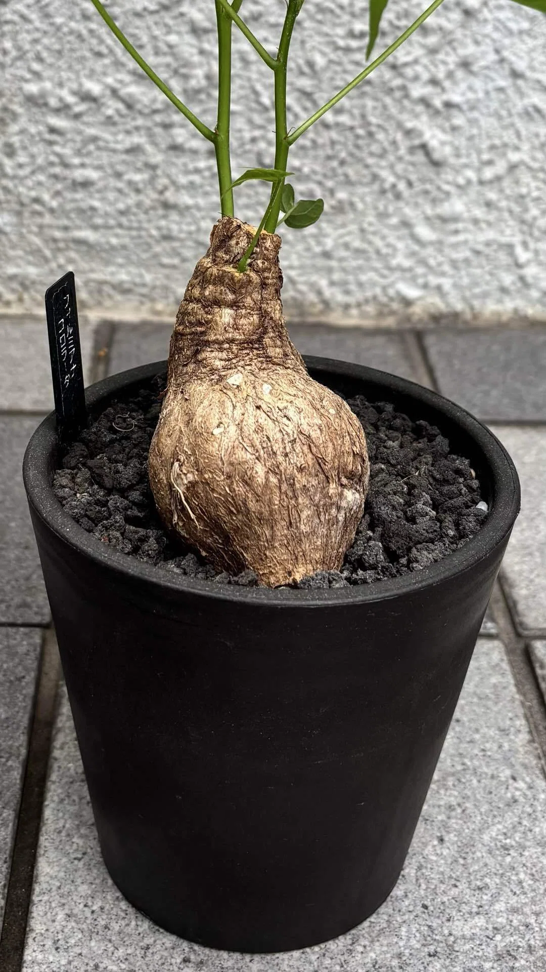 フィルミアナ|コロラータ|セクシー｜cova 塊根植物に沼った美容師の独り言