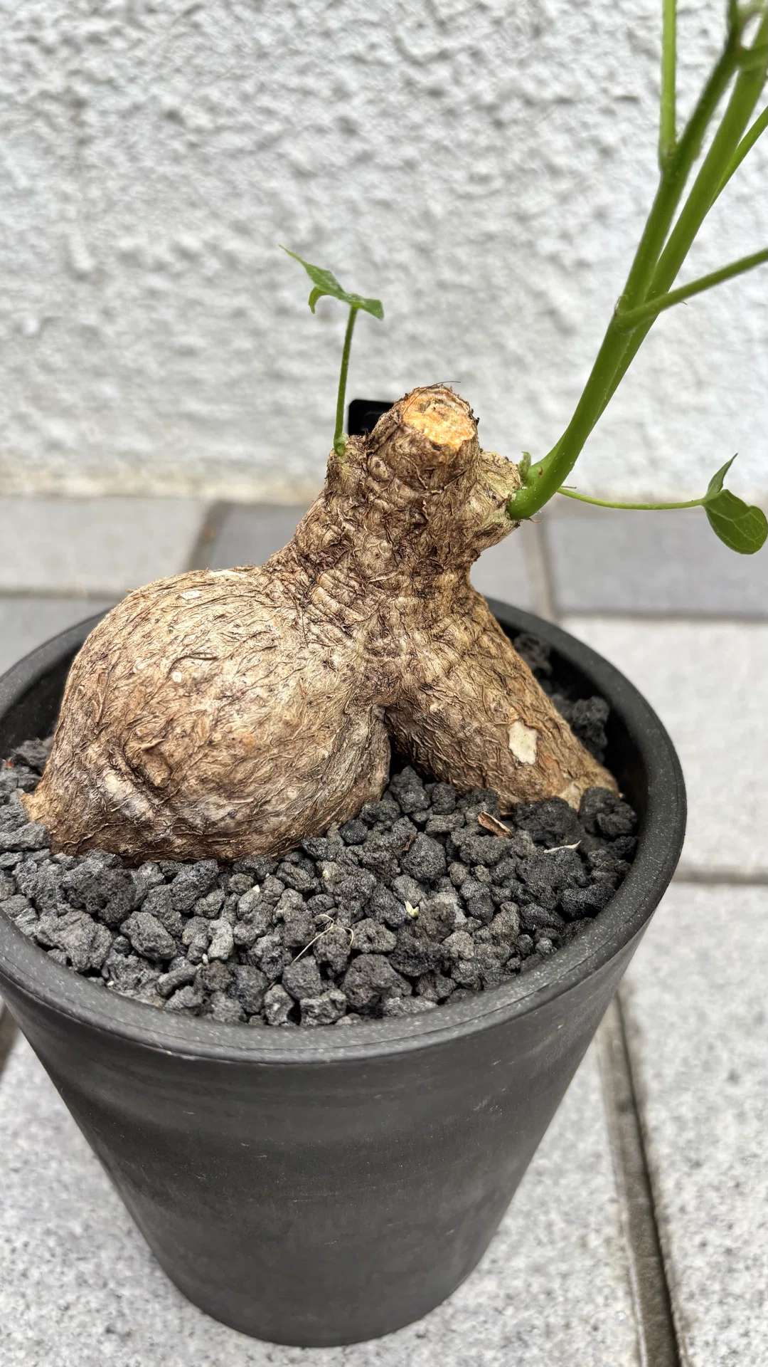 フィルミアナ|コロラータ|セクシー｜cova 塊根植物に沼った美容師の独り言