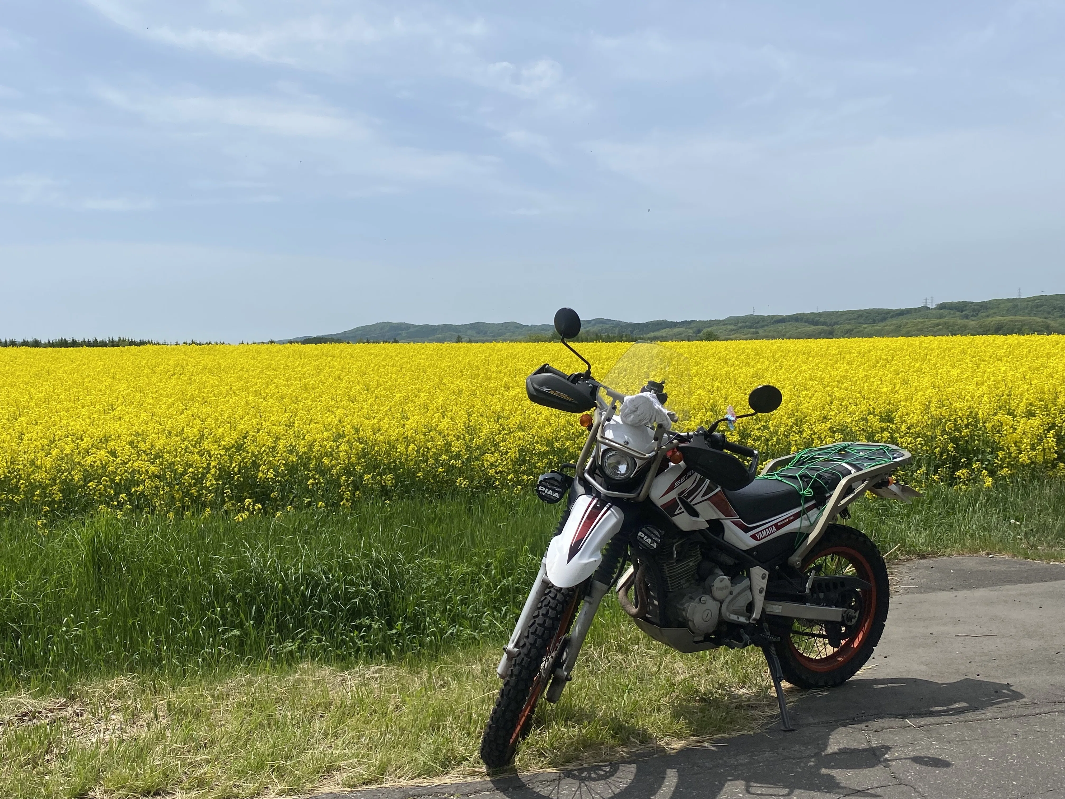 今年も菜の花に会いに行ってきた｜北海道移住おとこ フーテンのケンゴ