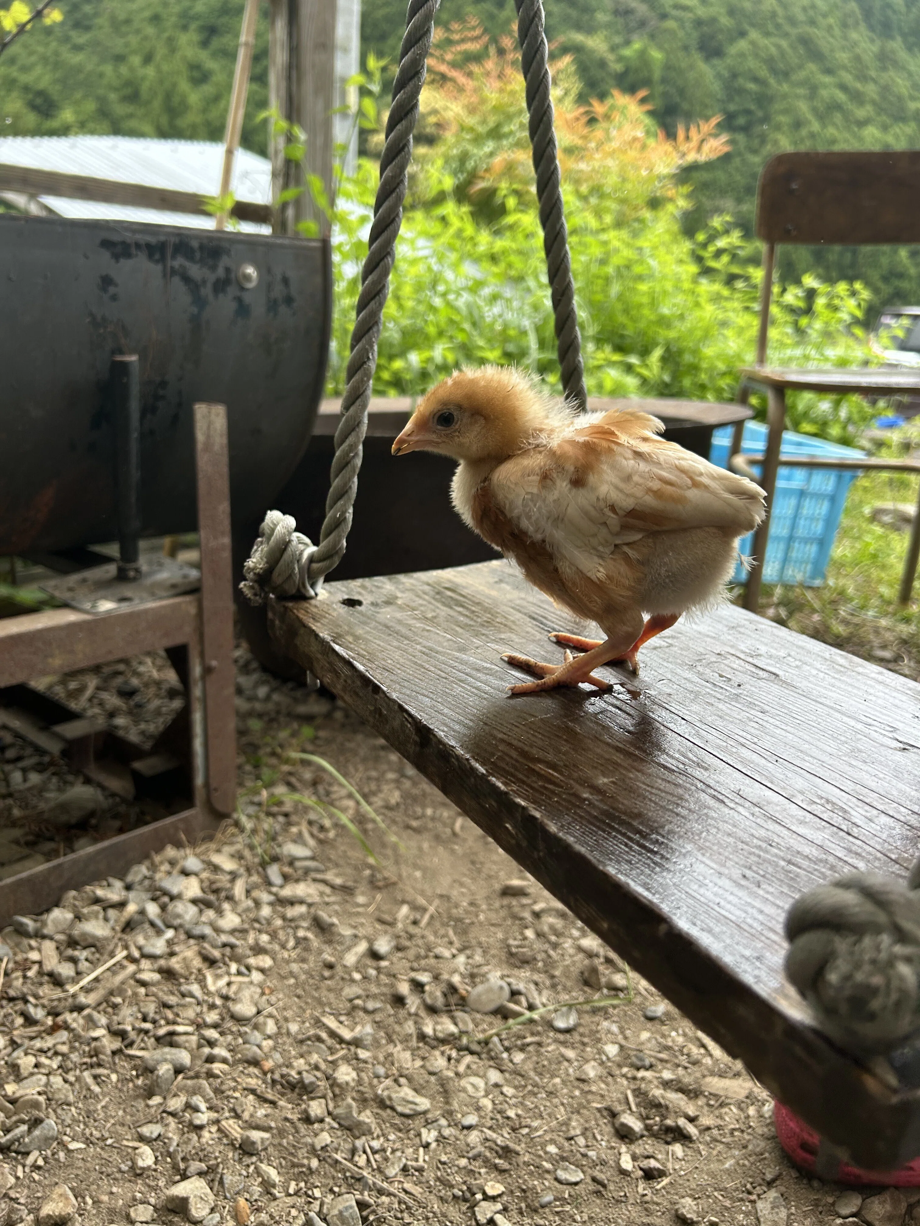 ひよこの成長っぷり｜亀成園（自然養鶏学習農園＆古民家1棟貸