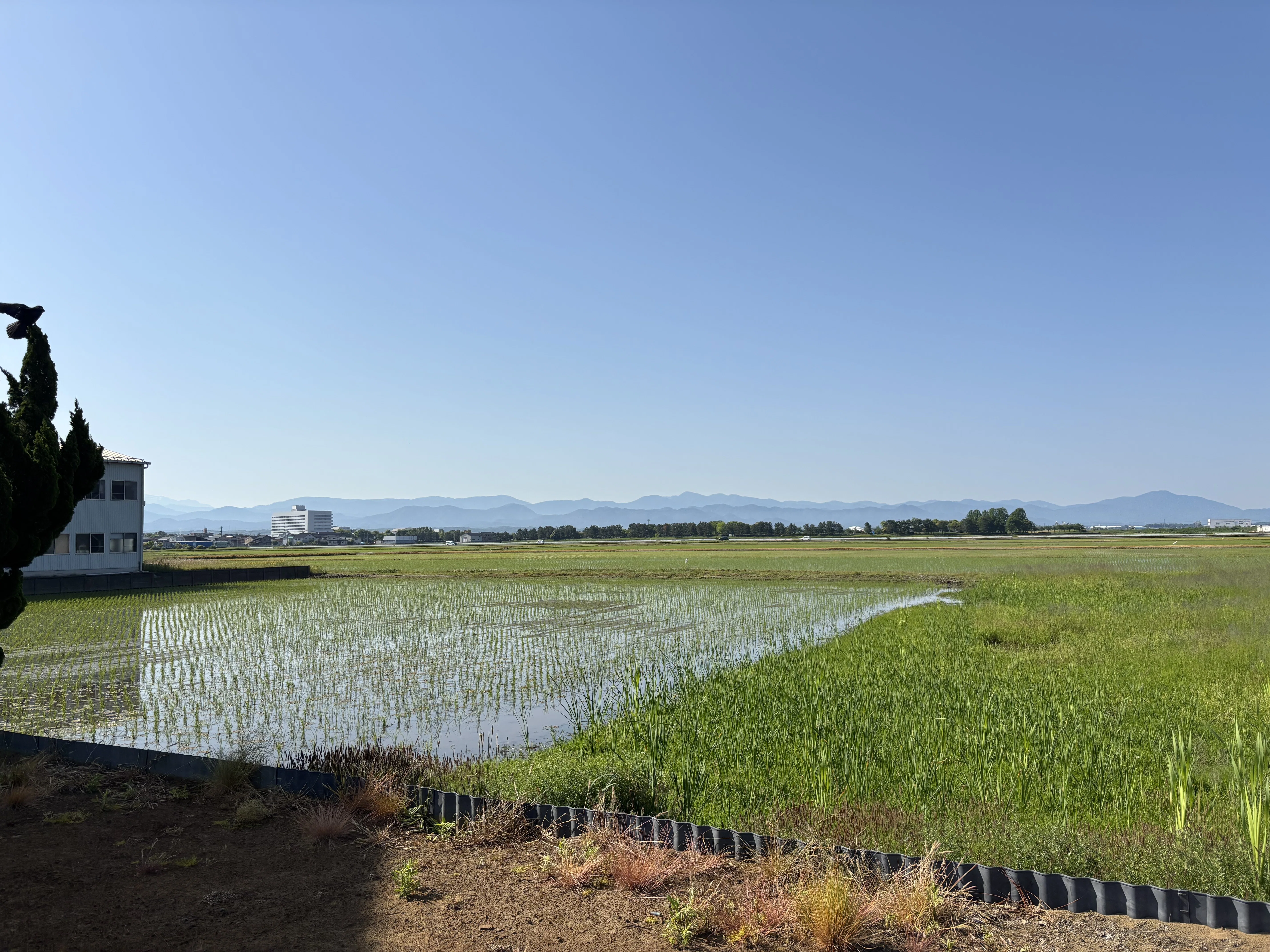 To the God of Sake: Komatsu Wanderings Part 2｜zenico/パンとワイン