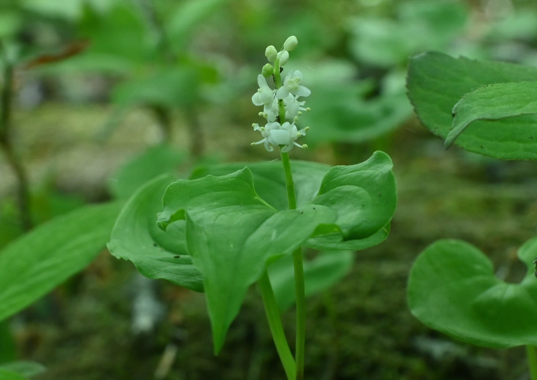 ツバメオモトの純白の花【白髪山・山野草紀行】｜郁楓庵・ikufuan