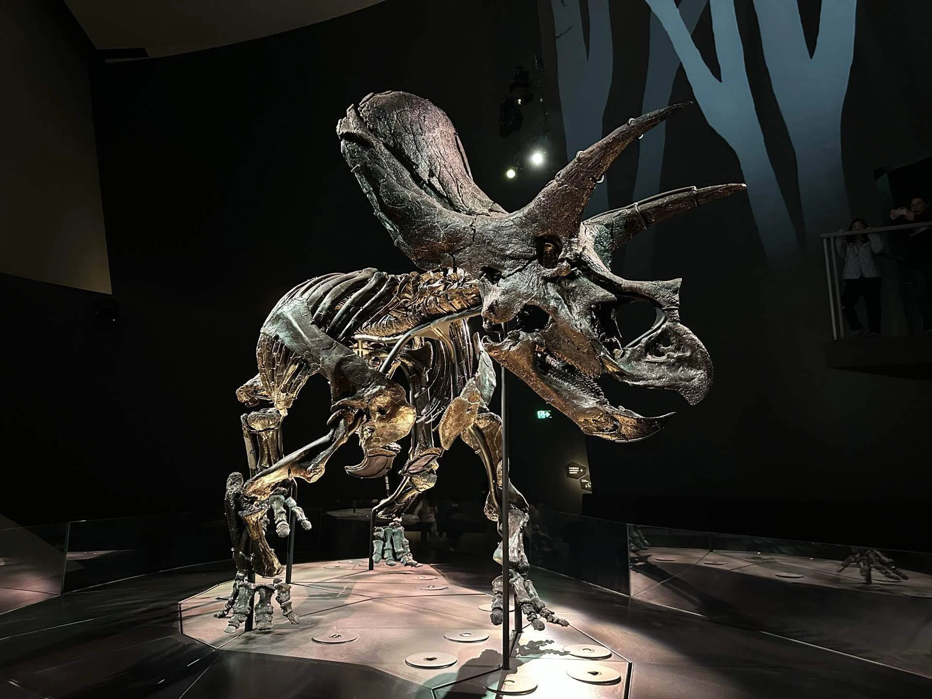 🇦🇺世界最完全なトリケラトプスに会えるメルボルン博物館（Melbourne