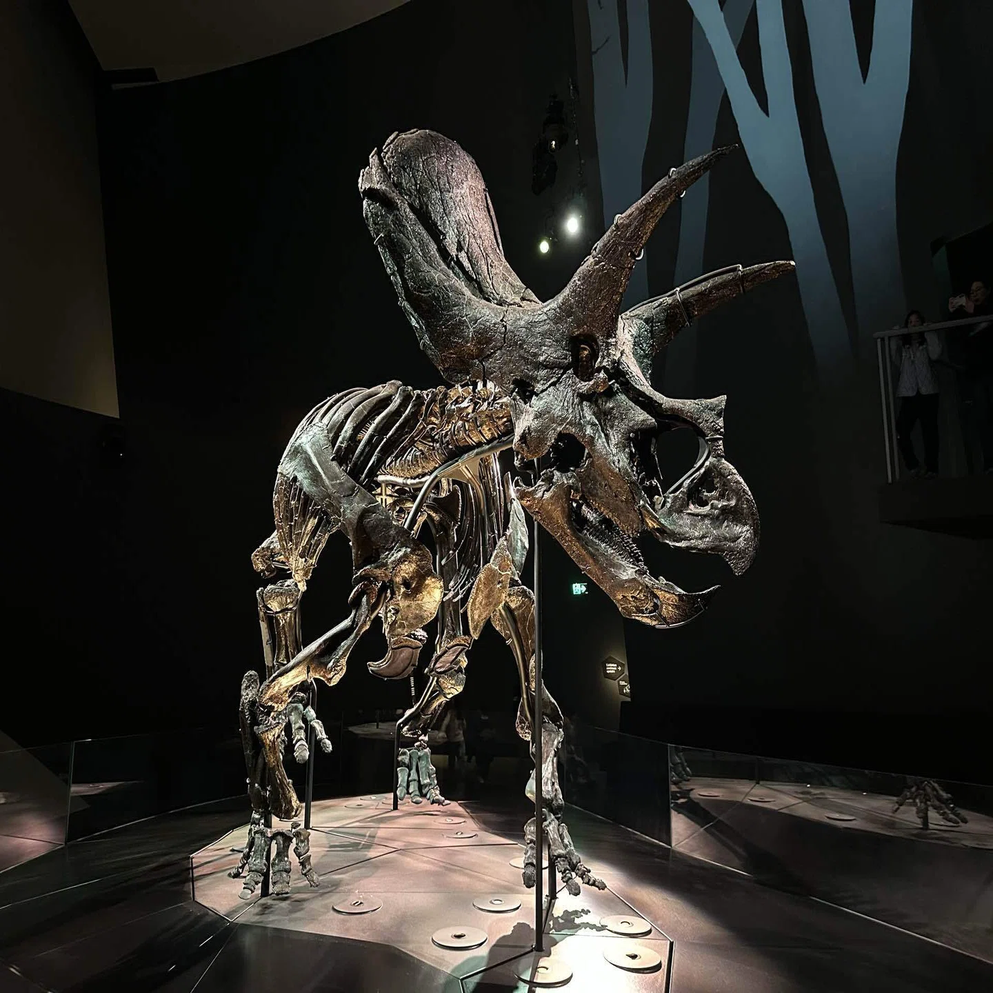 ??世界最完全なトリケラトプスに会えるメルボルン博物館（Melbourne 