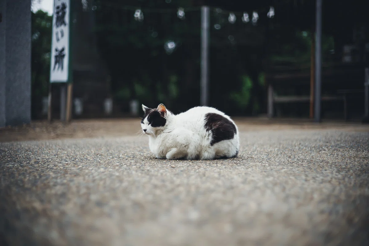 フォクトレンダー NOKTON 40mm F1.2 AsphericaI lI VMの作例写真と