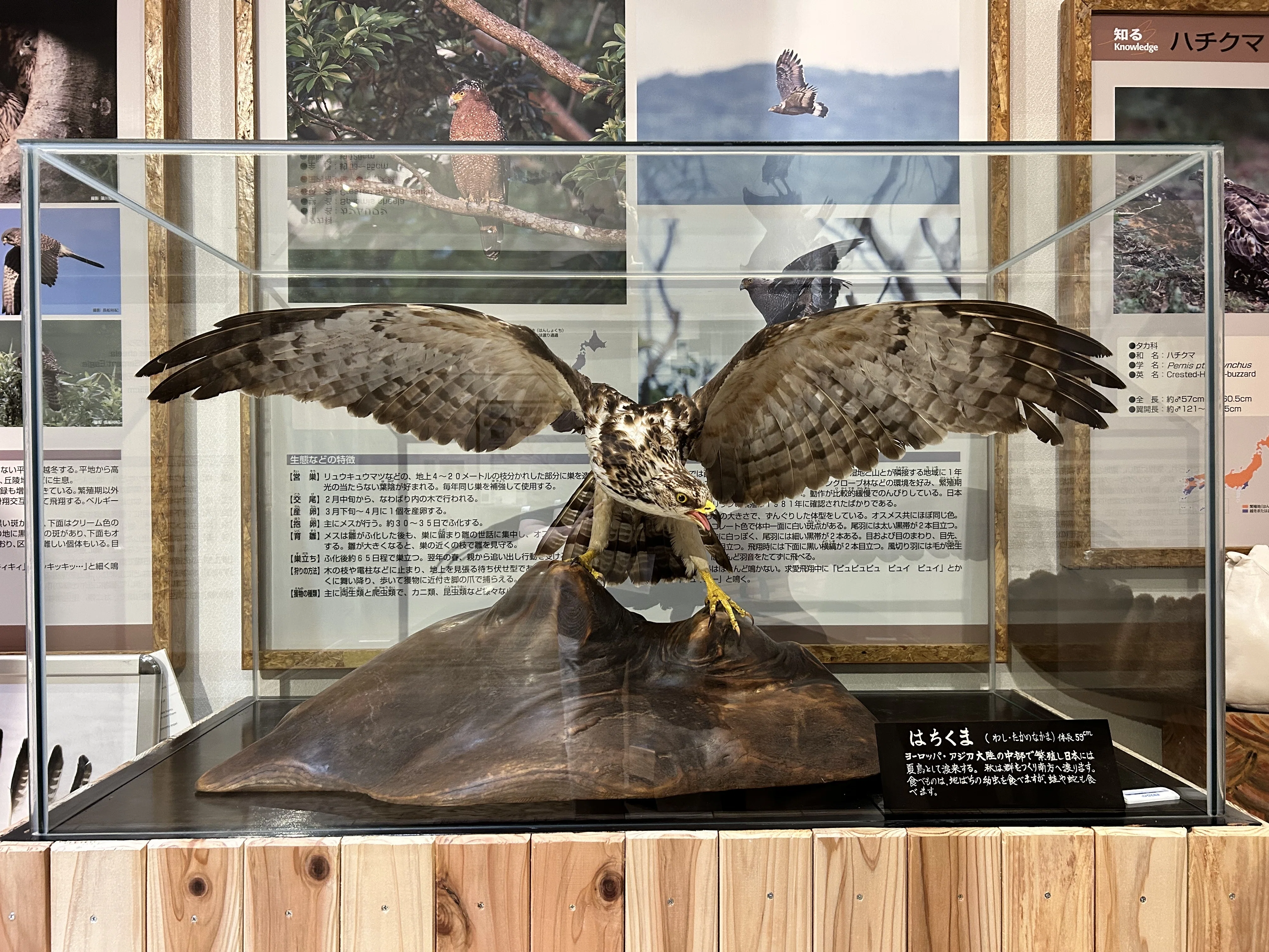 隠れた名館⑪】酒田(山形県)・鳥海イヌワシみらい館ってどんな場所