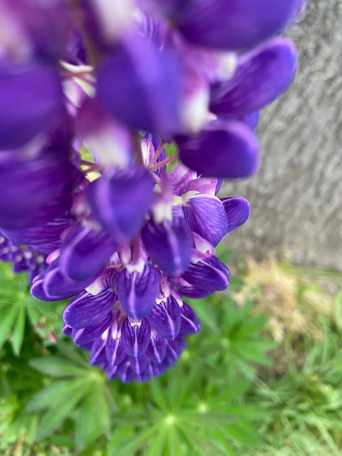 写す、映す、移す、うつす｜さいとう けいこ