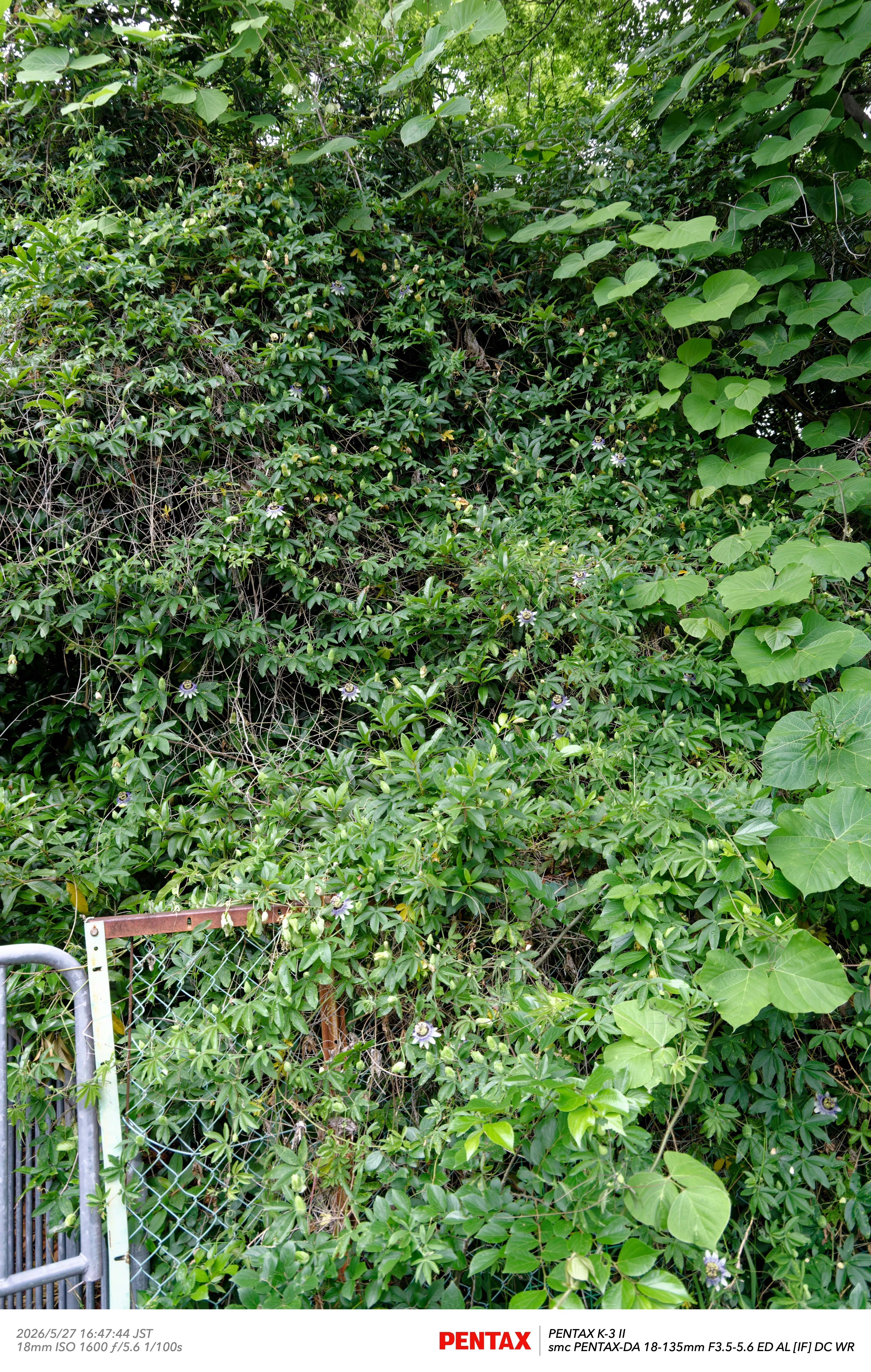 写真日記】 クリの雄花・雌花＆開花したトケイソウ｜2026/5/27