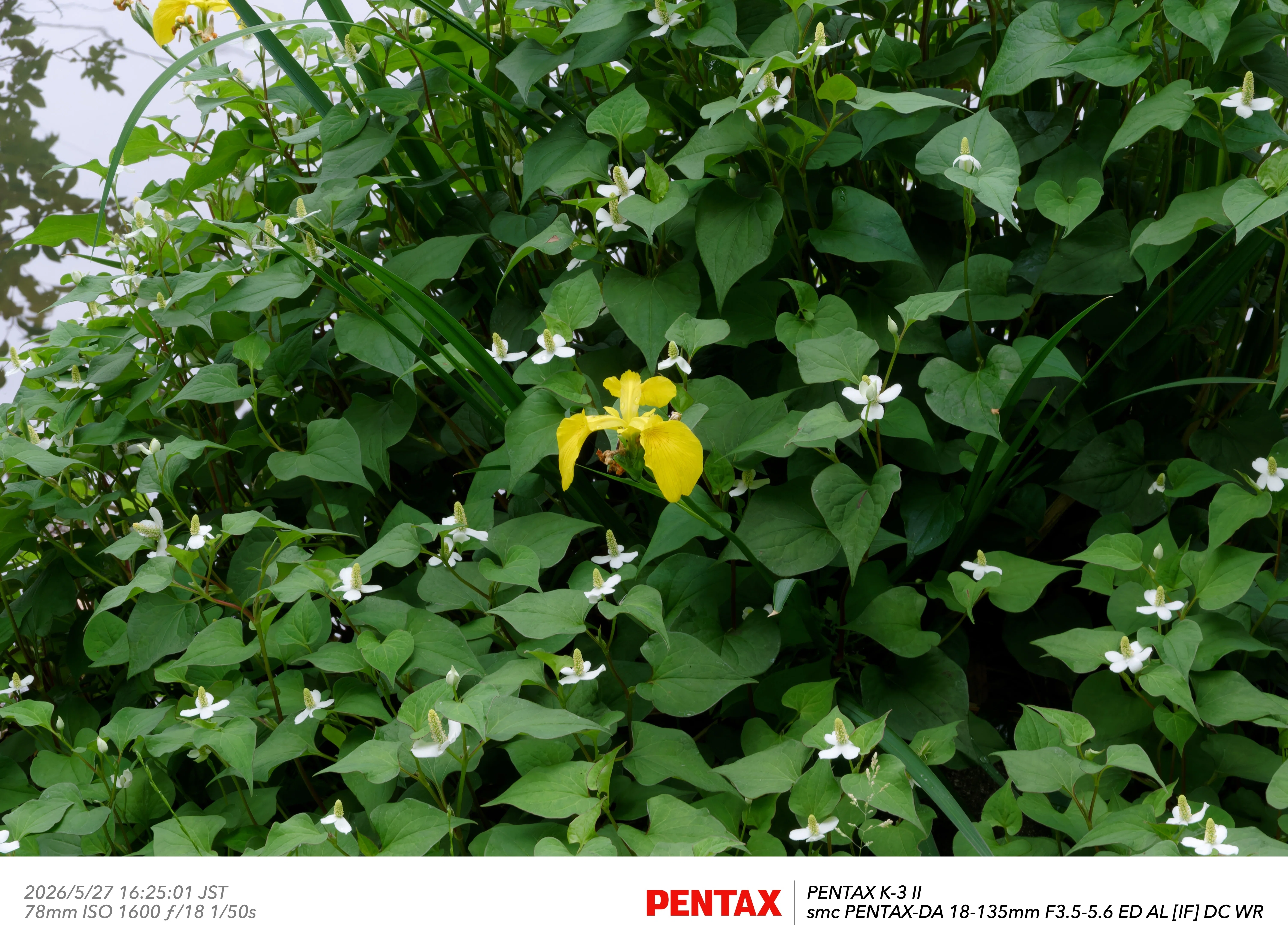 写真日記】 クリの雄花・雌花＆開花したトケイソウ｜2026/5/27