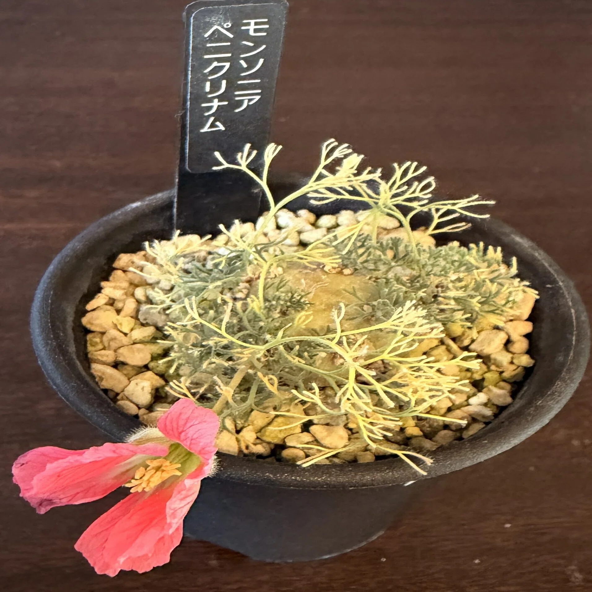 モンソニア・ペニクリナムが咲いた。1日おきの記録GIFで開花を振り返り 