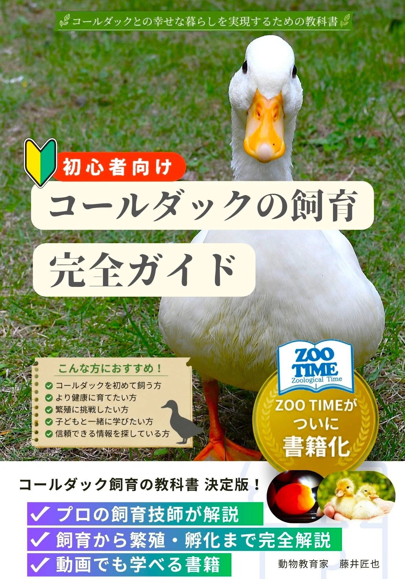 期間限定】純白コールダックのヒナ里親募集（有償）終了しました