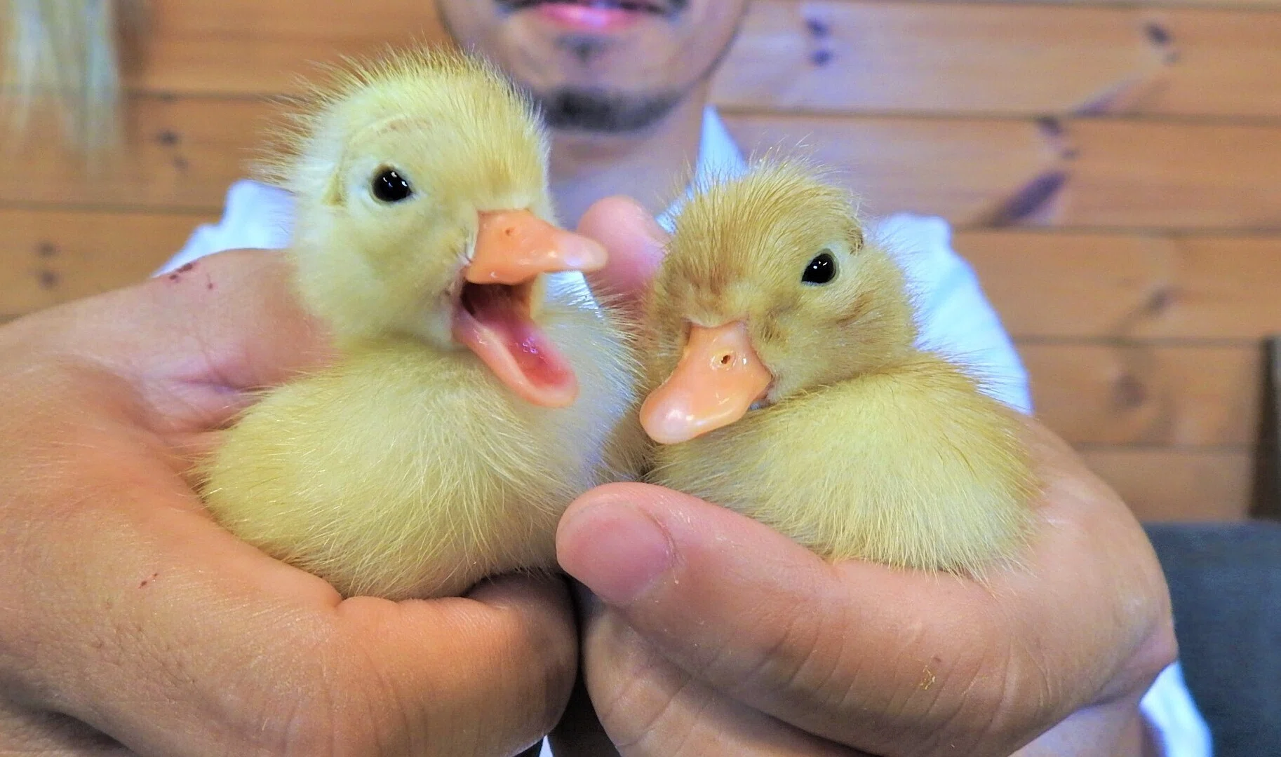 コールダックとアヒルを比較 | ZOOTIME