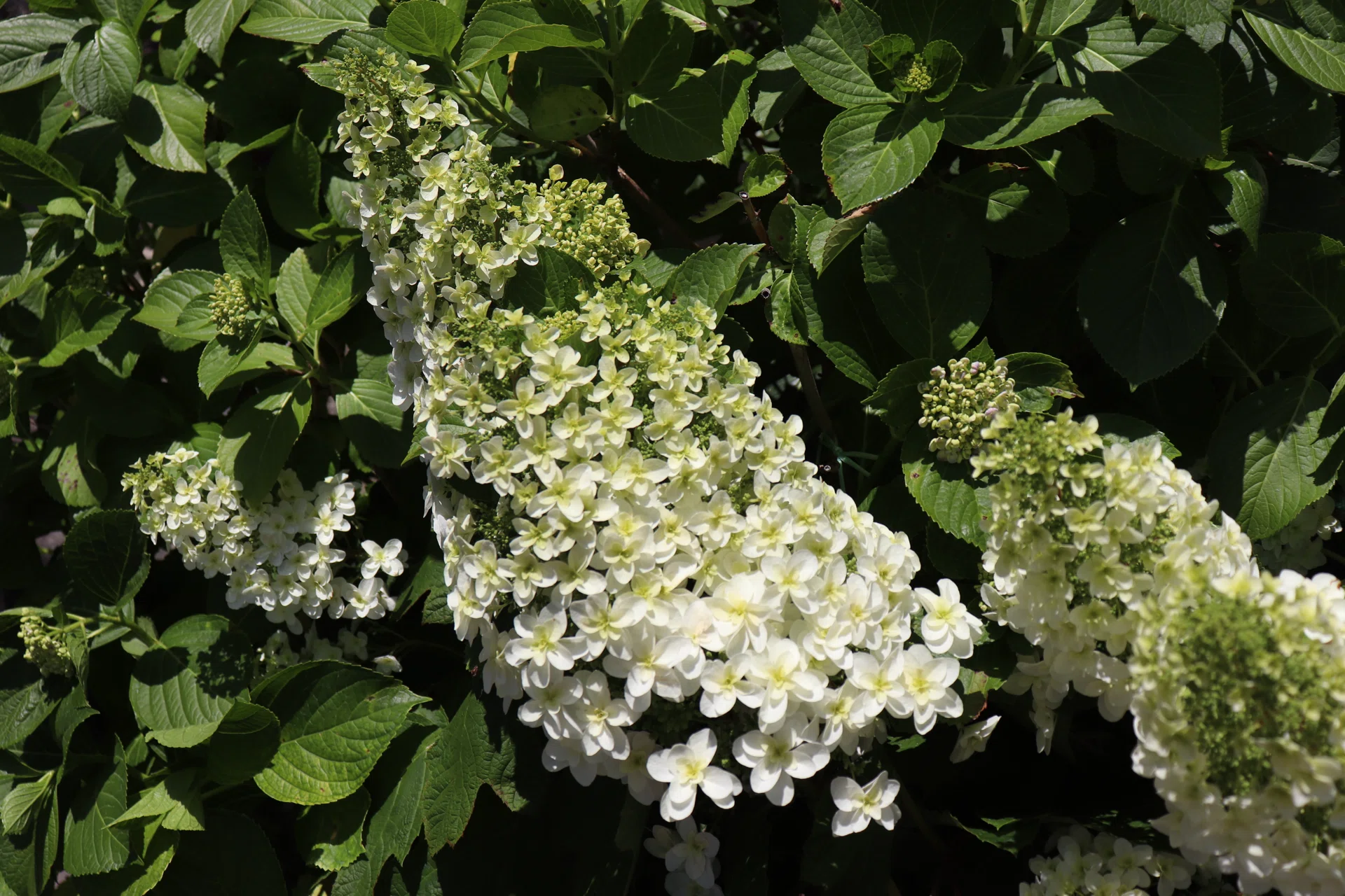 写真館1338】紫陽花、咲き初むる｜えりた