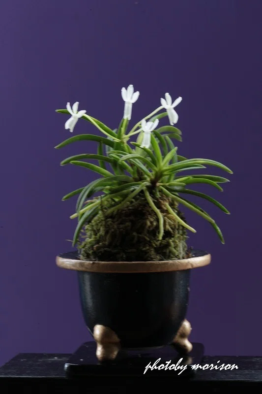 富貴蘭「雛 童」の花（過去の画像倉庫から）｜KJ Morison
