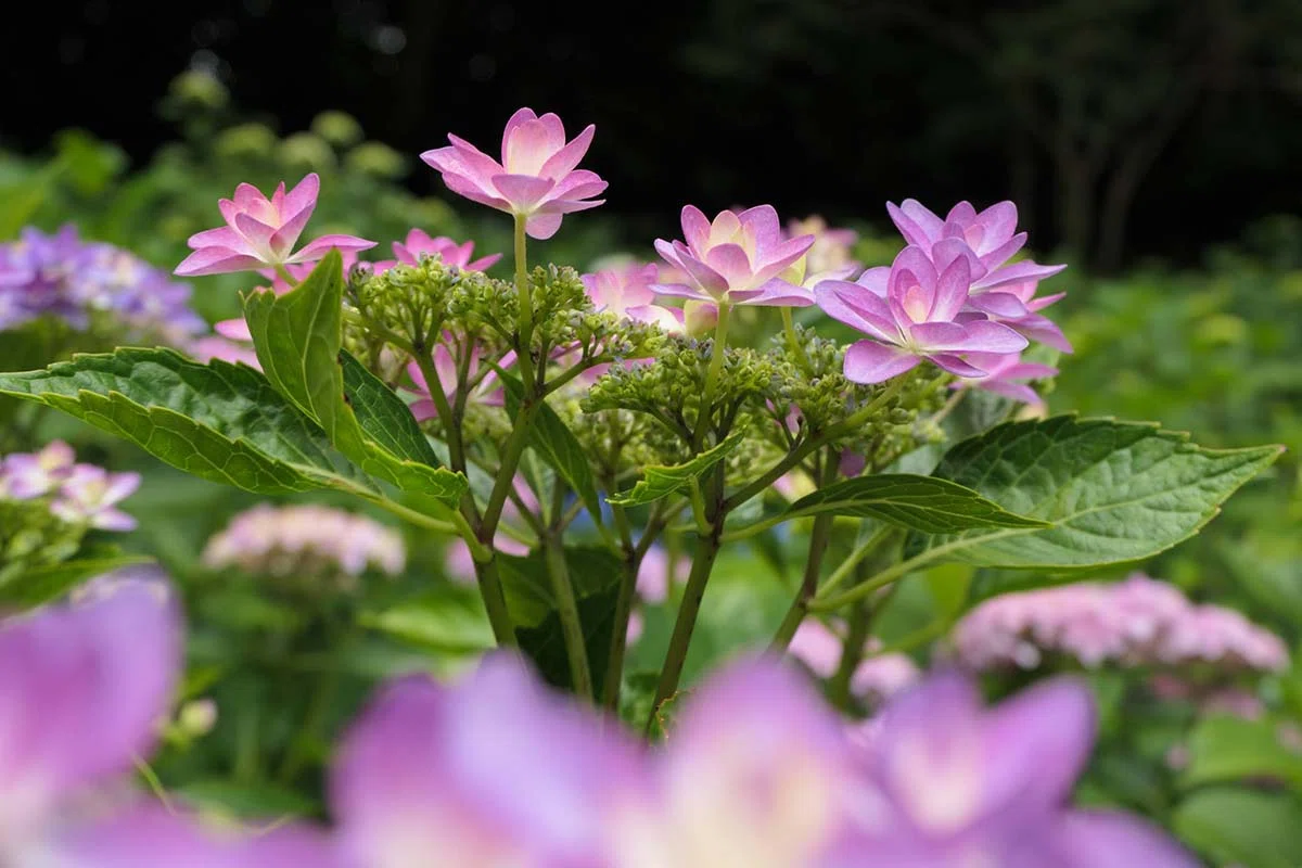 まだ早い長谷寺の紫陽花 | LUMIX TX3｜borichan | 旅するカメラ