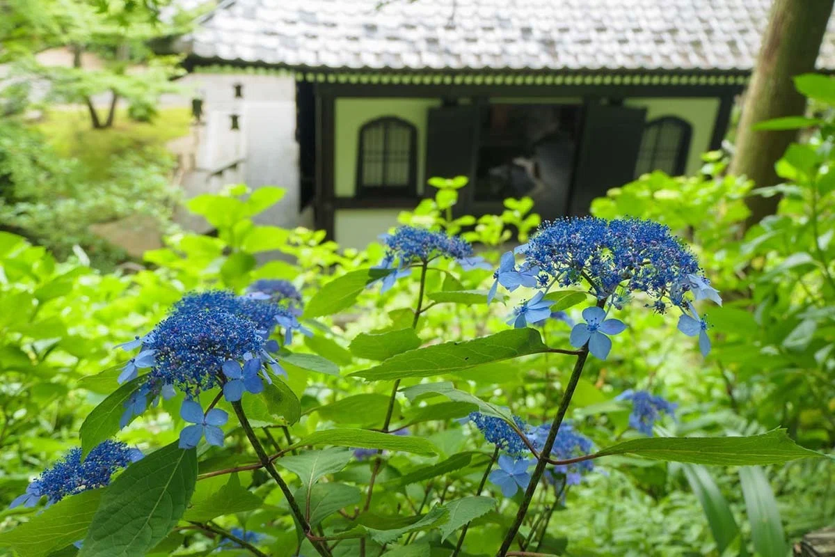 まだ早い長谷寺の紫陽花 | LUMIX TX3｜borichan | 旅するカメラ