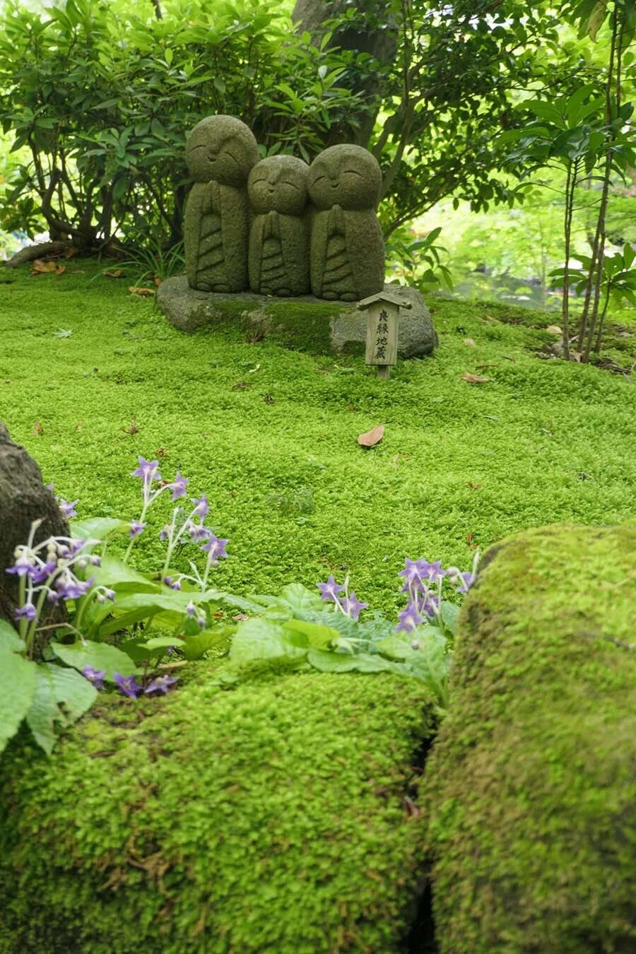 まだ早い長谷寺の紫陽花 | LUMIX TX3｜borichan | 旅するカメラ