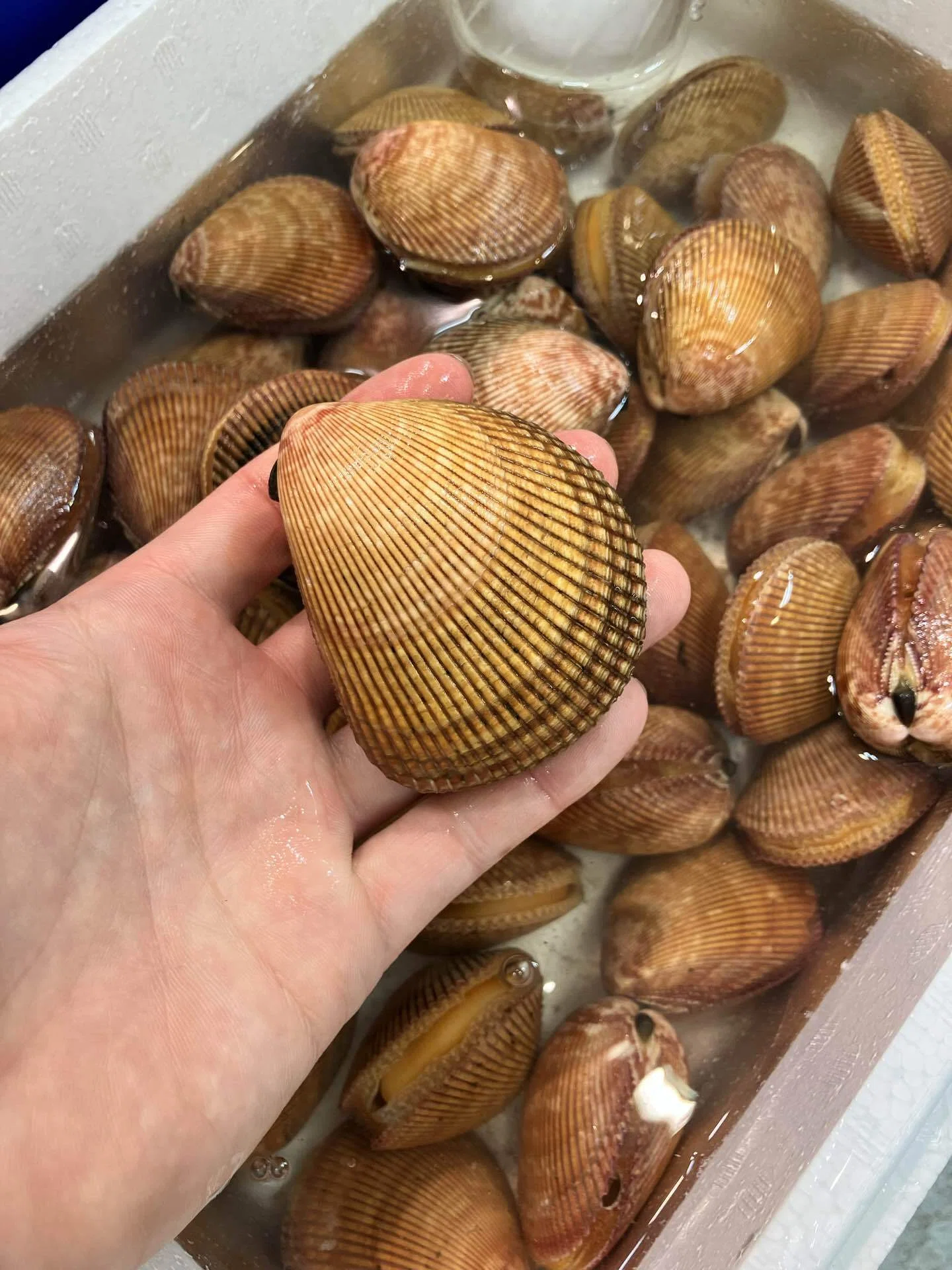 5月28日(木)本日のおすすめ【愛知県日間賀島「ザルガイ」】｜魚屋のかぎや