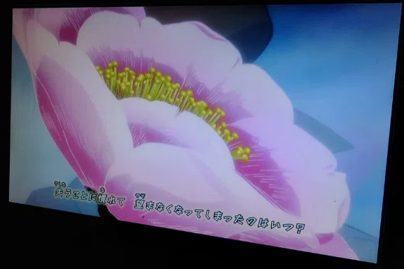 二周目【奇跡の同期】2026年Netflixに『牡丹と薔薇』が実装！？コナン