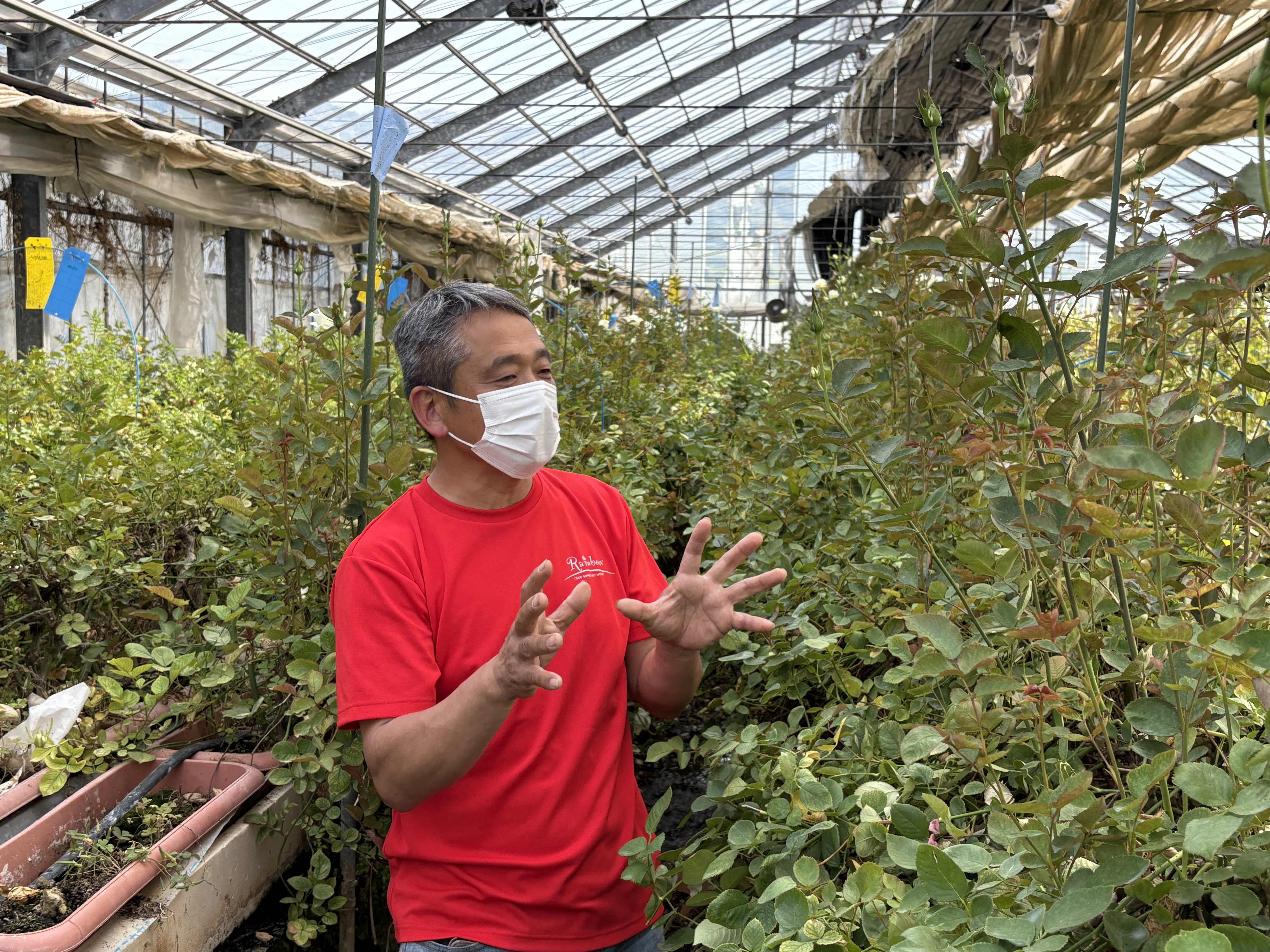 花き農家取材】バラ生産者が語る未来への願い～愛を知るバラ