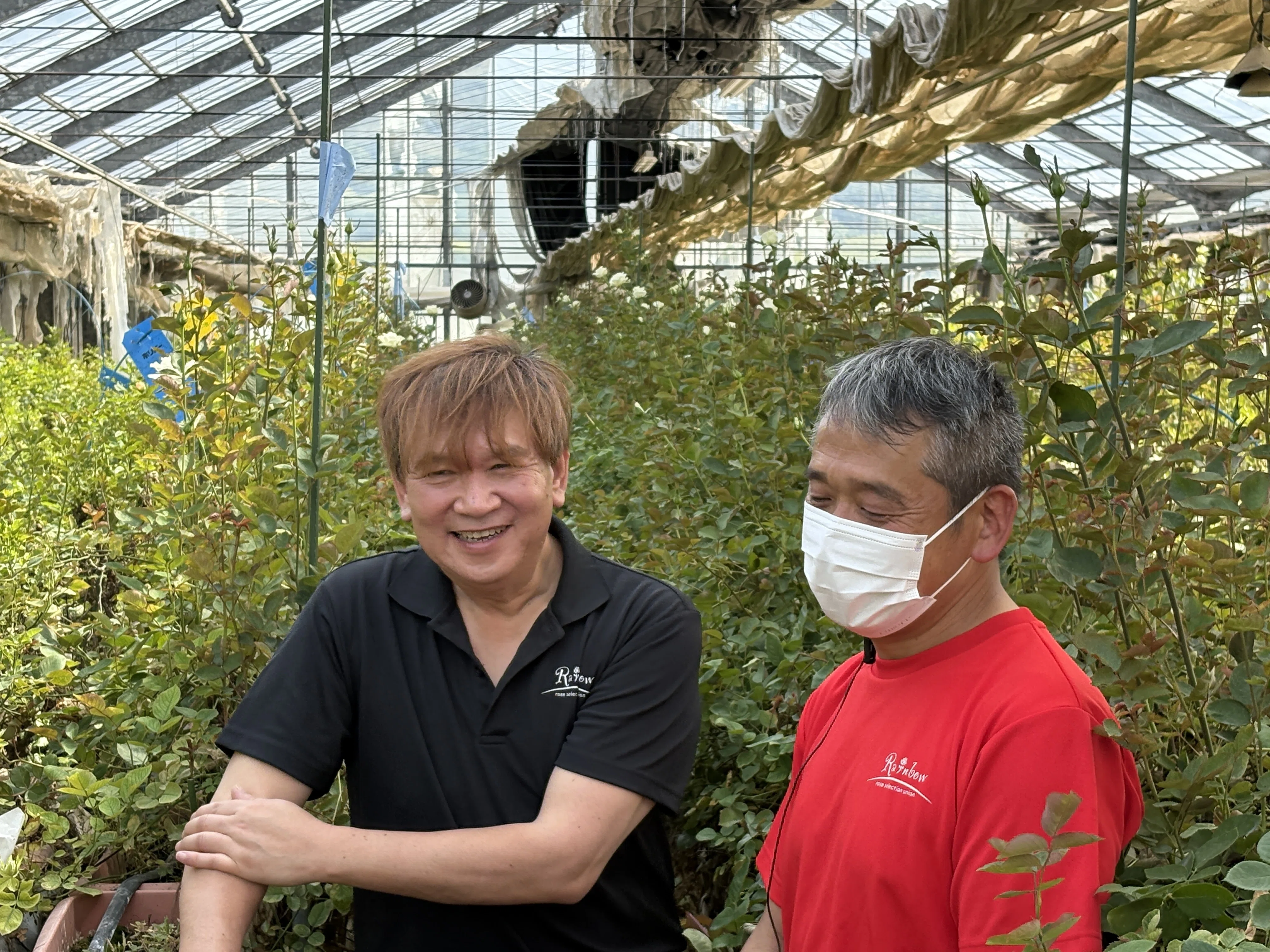 花き農家取材】バラ生産者が語る未来への願い～愛を知るバラ