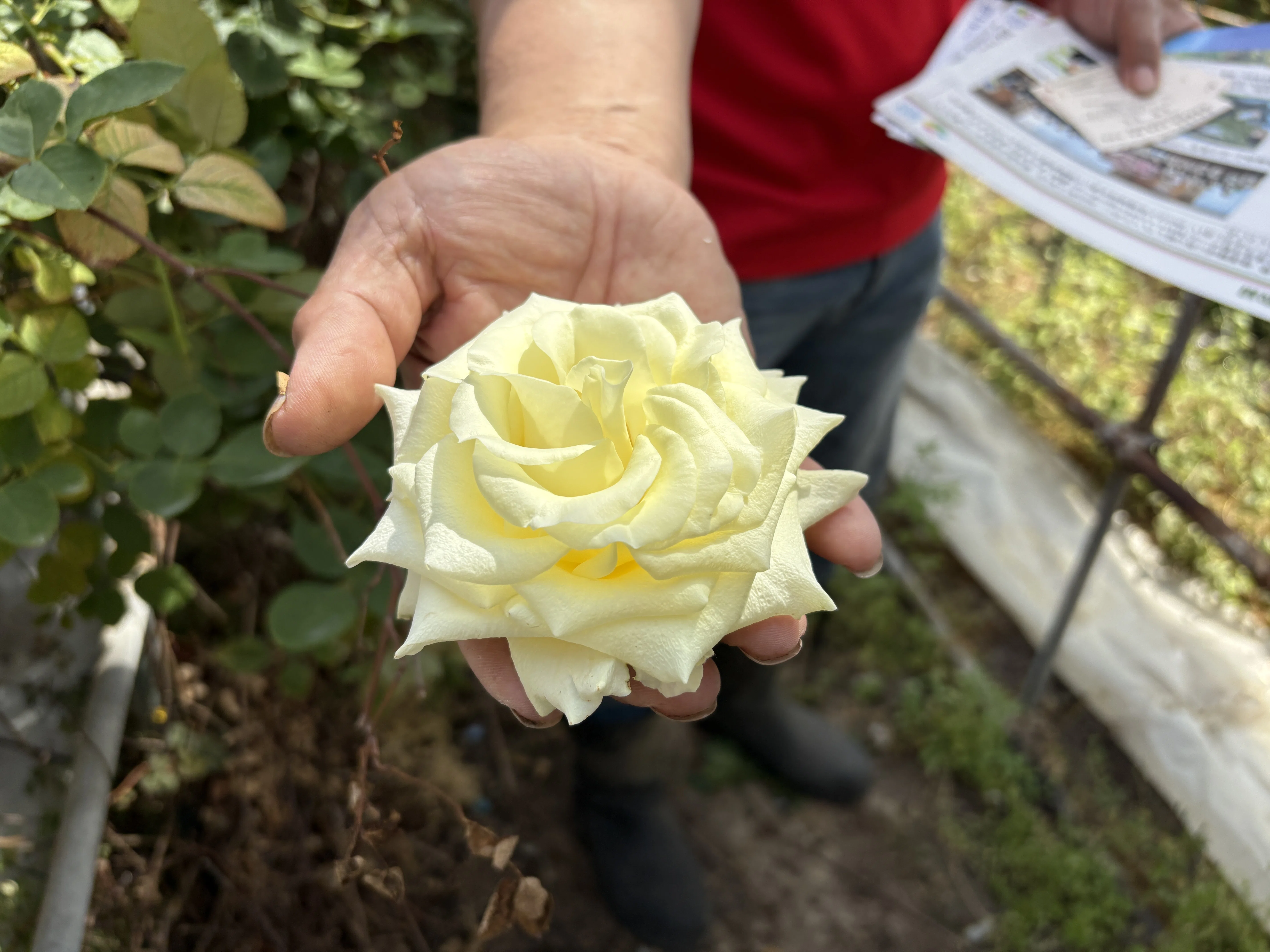 花き農家取材】バラ生産者が語る未来への願い～愛を知るバラ