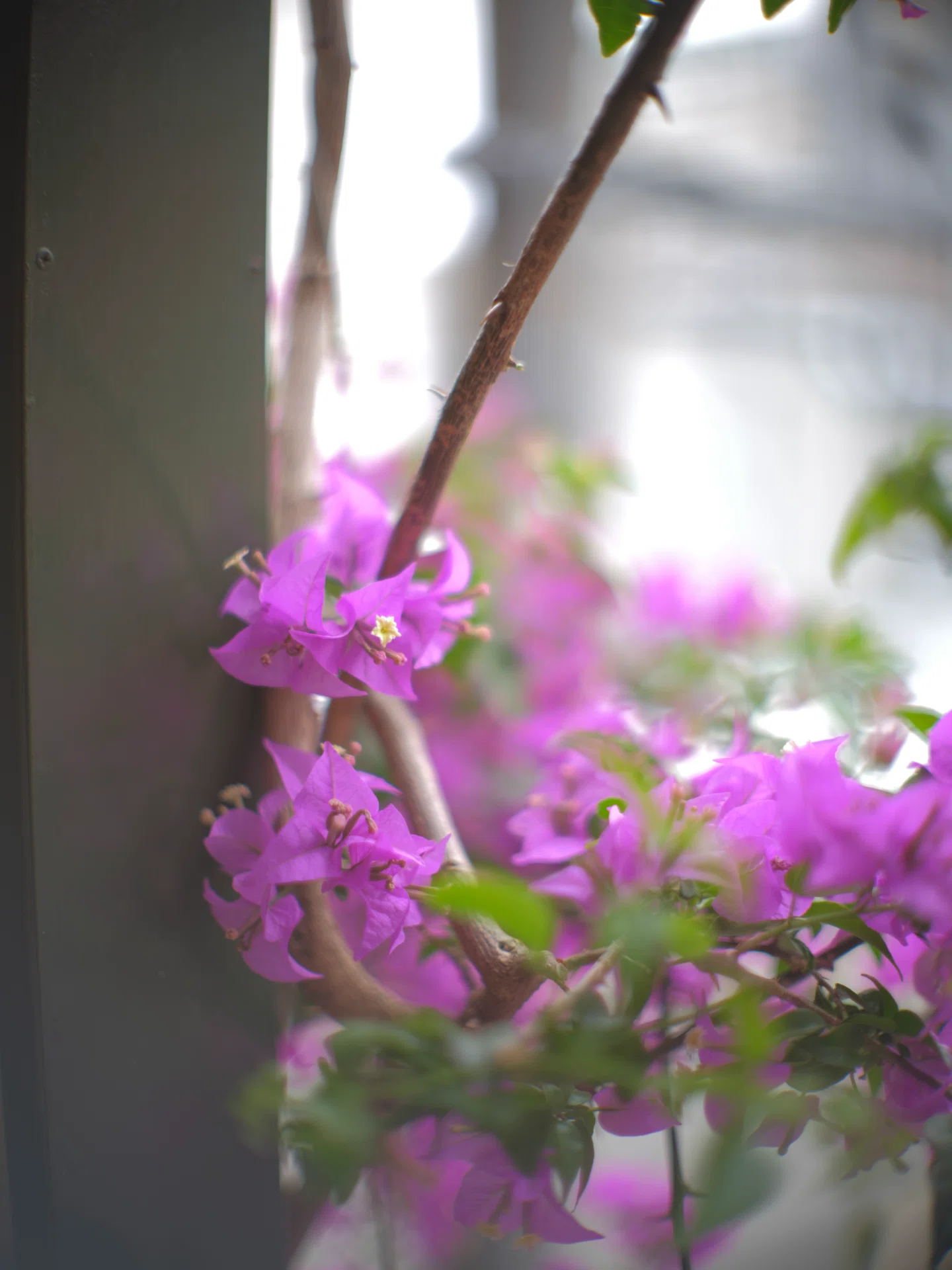FL58mm f1.2 canon ※作例追加｜NOB PHOTO