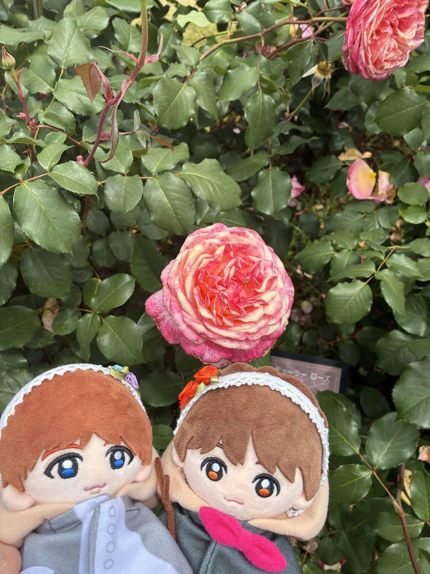 うちのぬいの日常【薔薇とぬい活】｜あやか